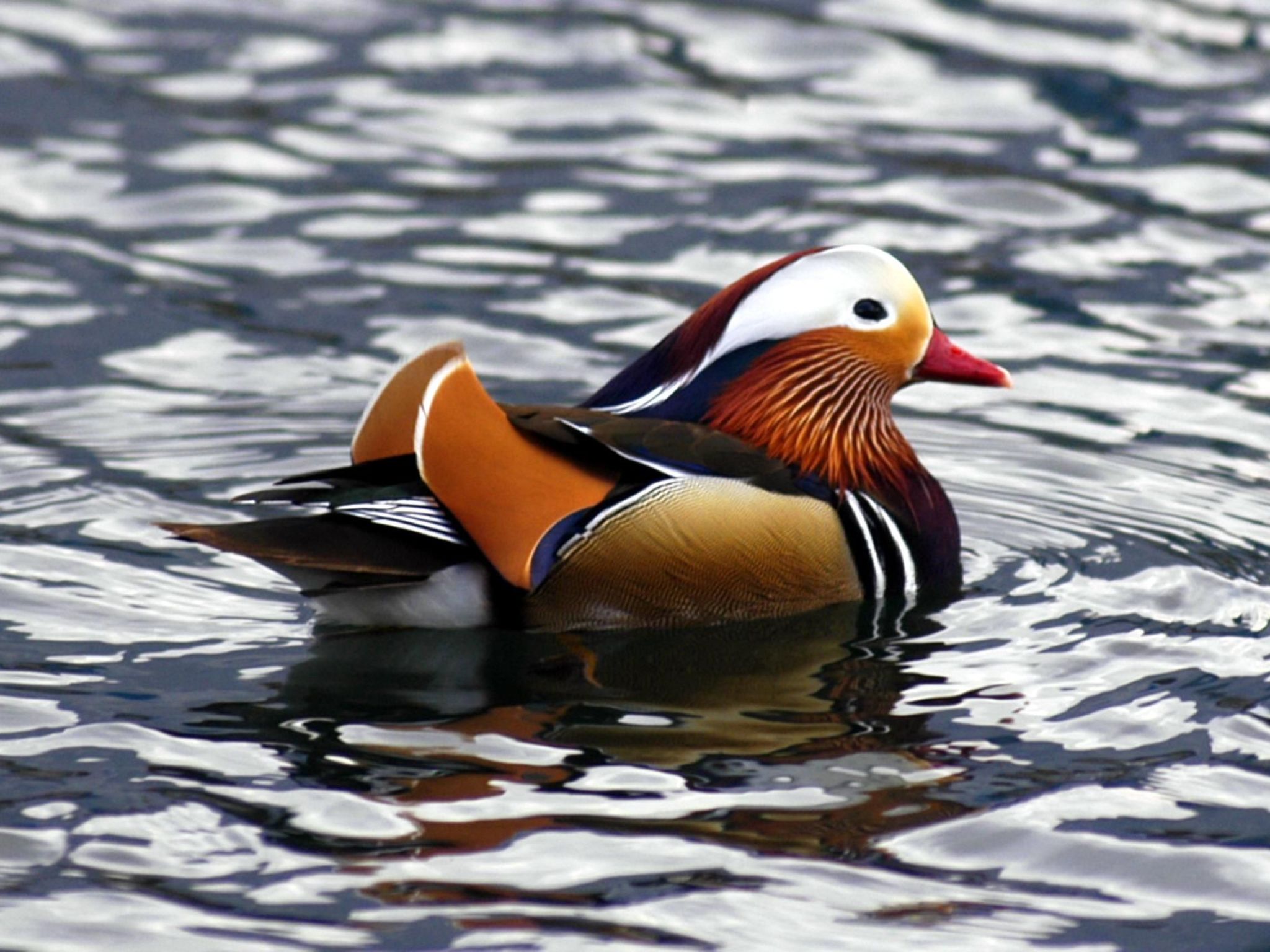 Studio-Apartment mit Balkon mit Seeblick und Zugang zum Garten-Binnen