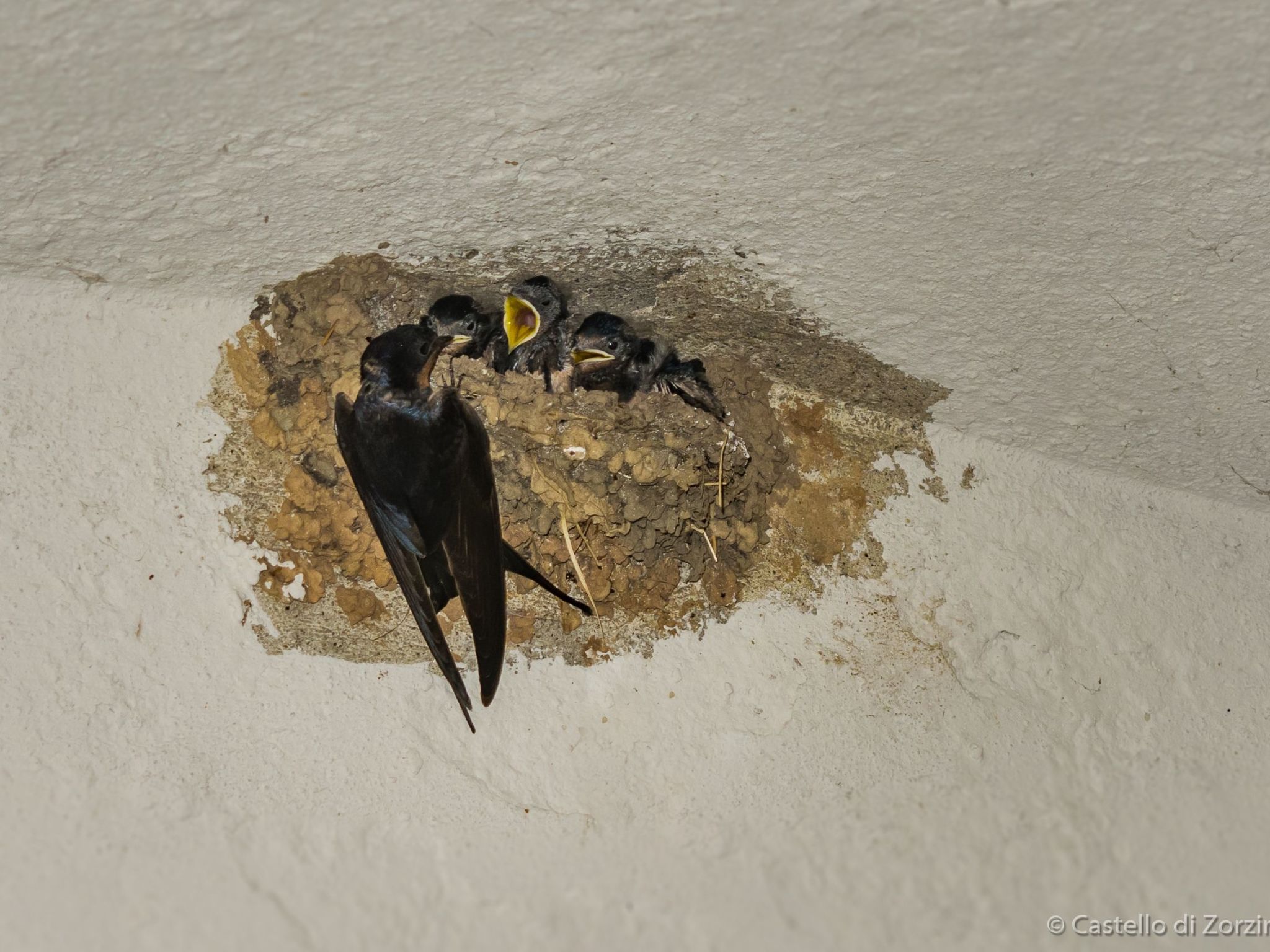 Historisches Haus mit Seeblick-Binnen