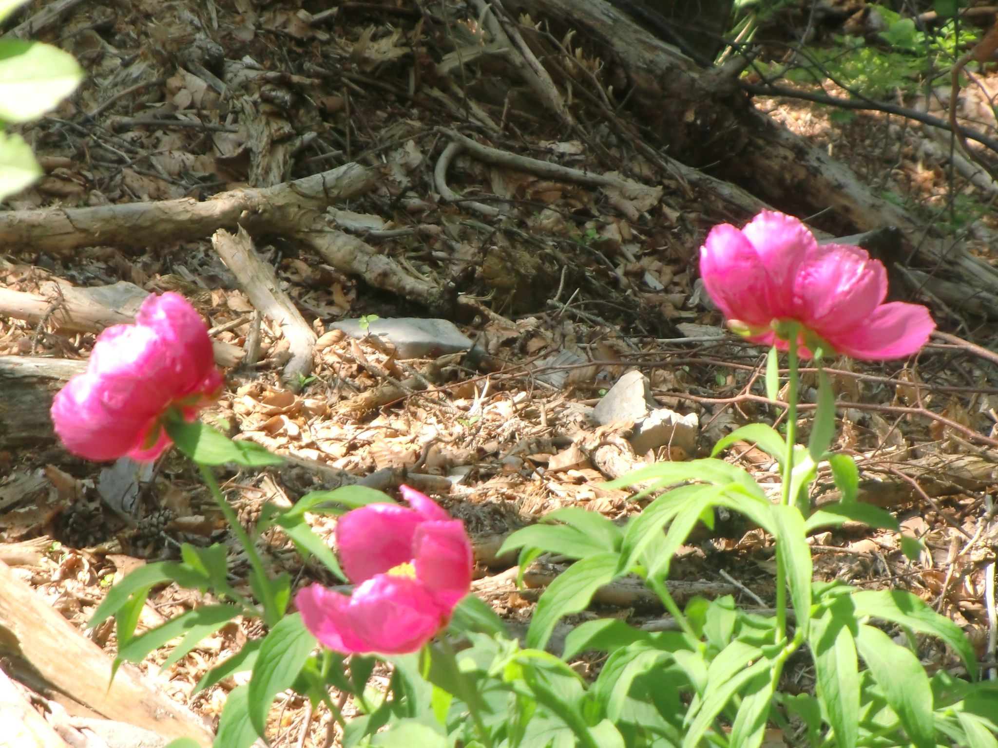 Wohnung im ersten Stock mit schönem Seeblick-Binnen