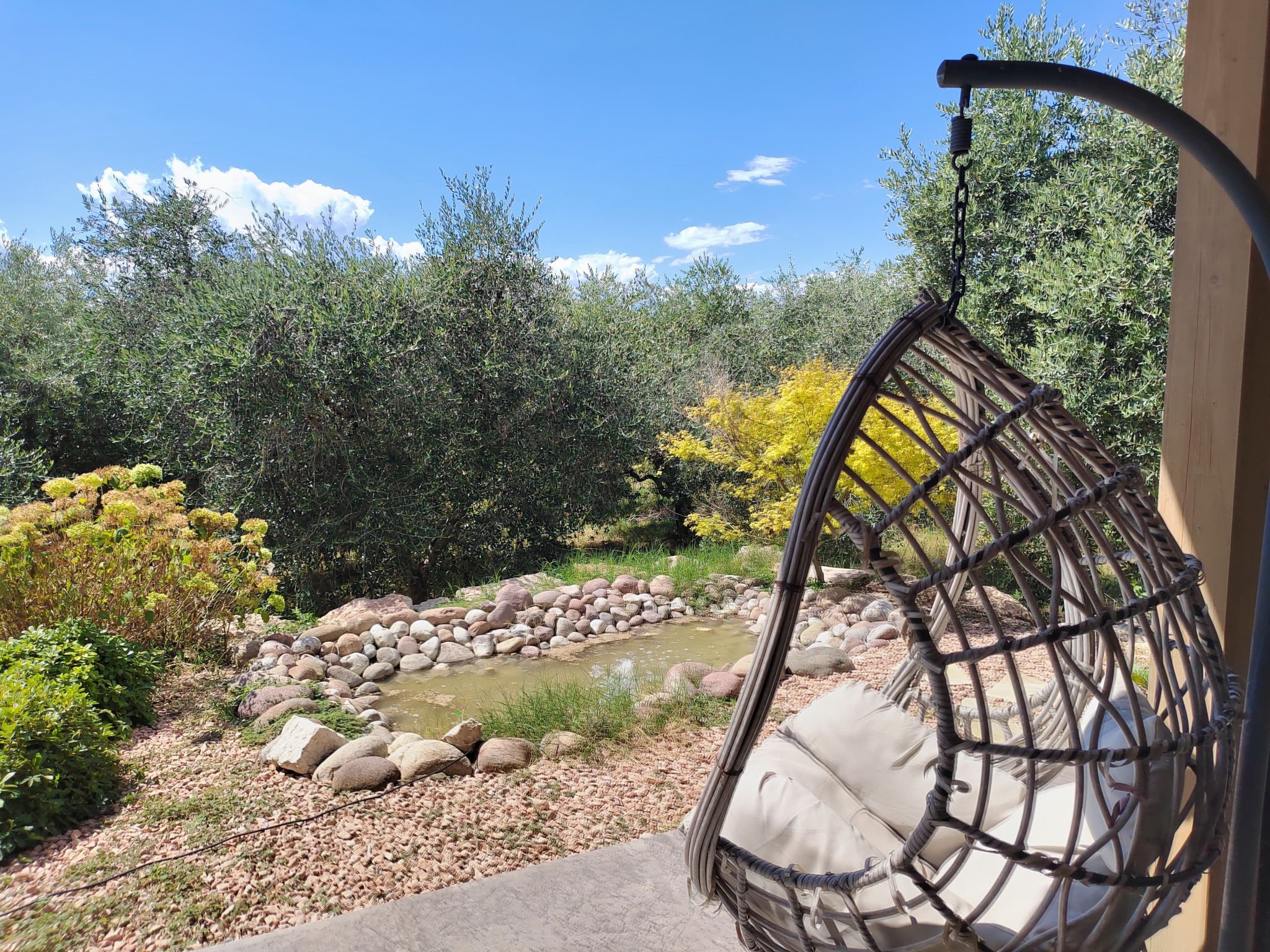 Photo of In einem spektakulären Olivenhain in einer ruhig