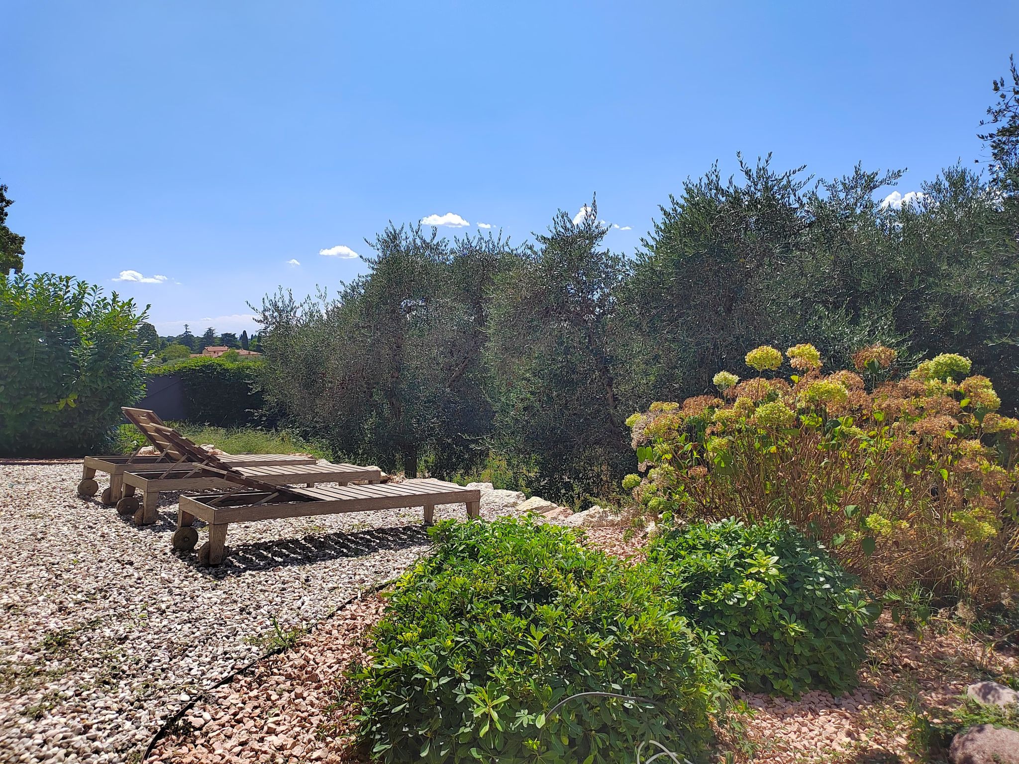 Photo of In einem spektakulären Olivenhain in einer ruhig