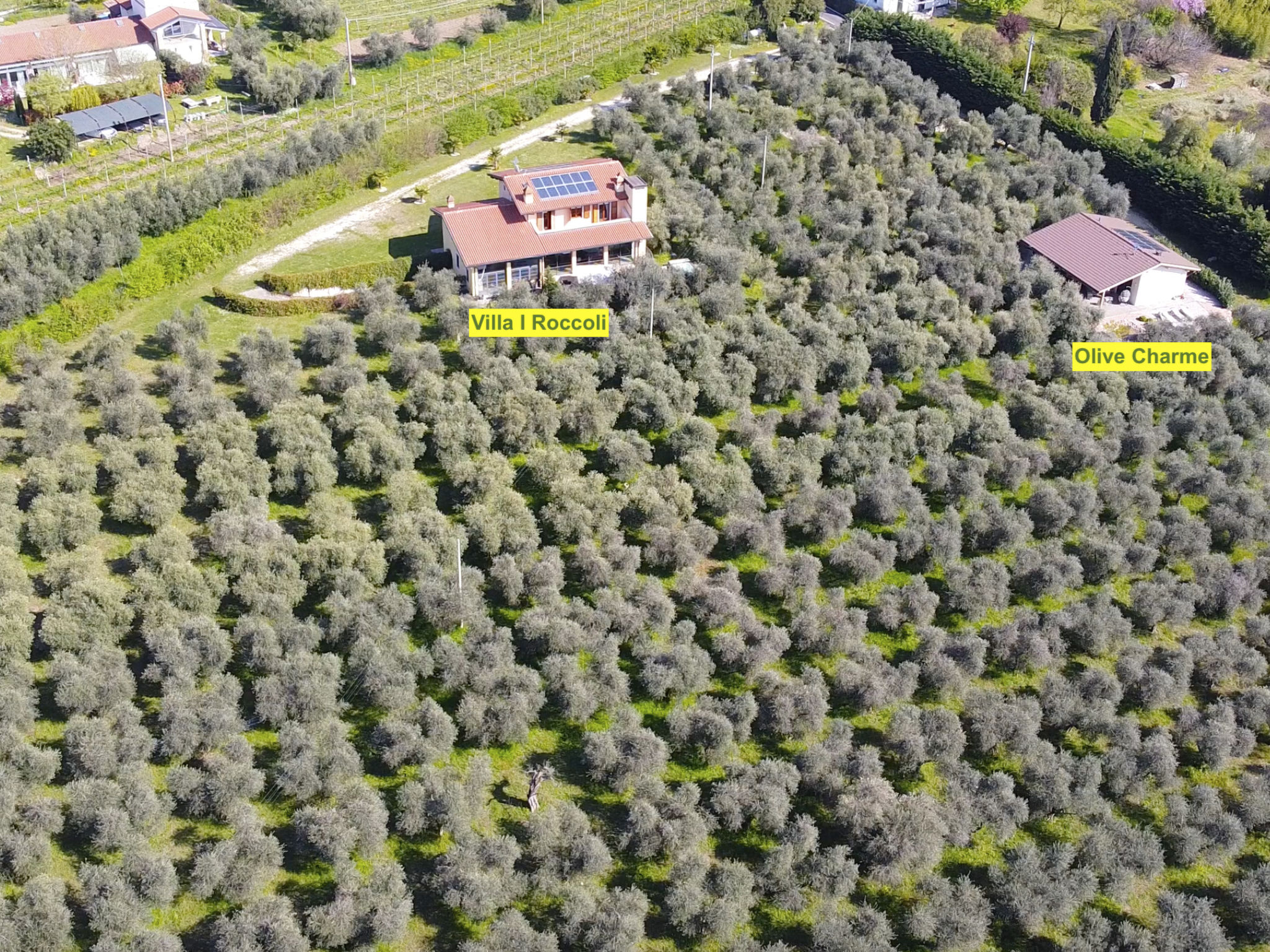 Photo of In einem spektakulären Olivenhain in einer ruhig