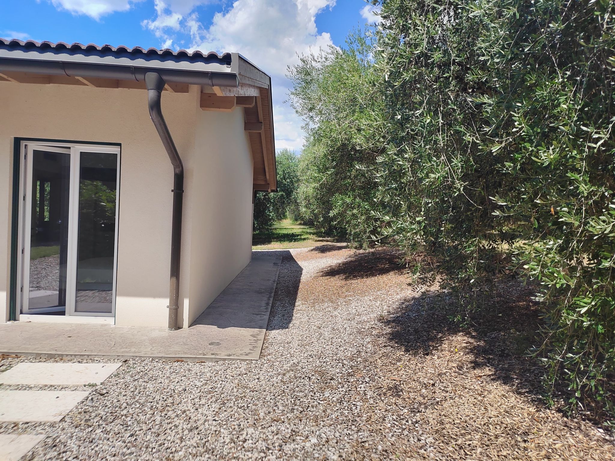 Photo of In einem spektakulären Olivenhain in einer ruhig