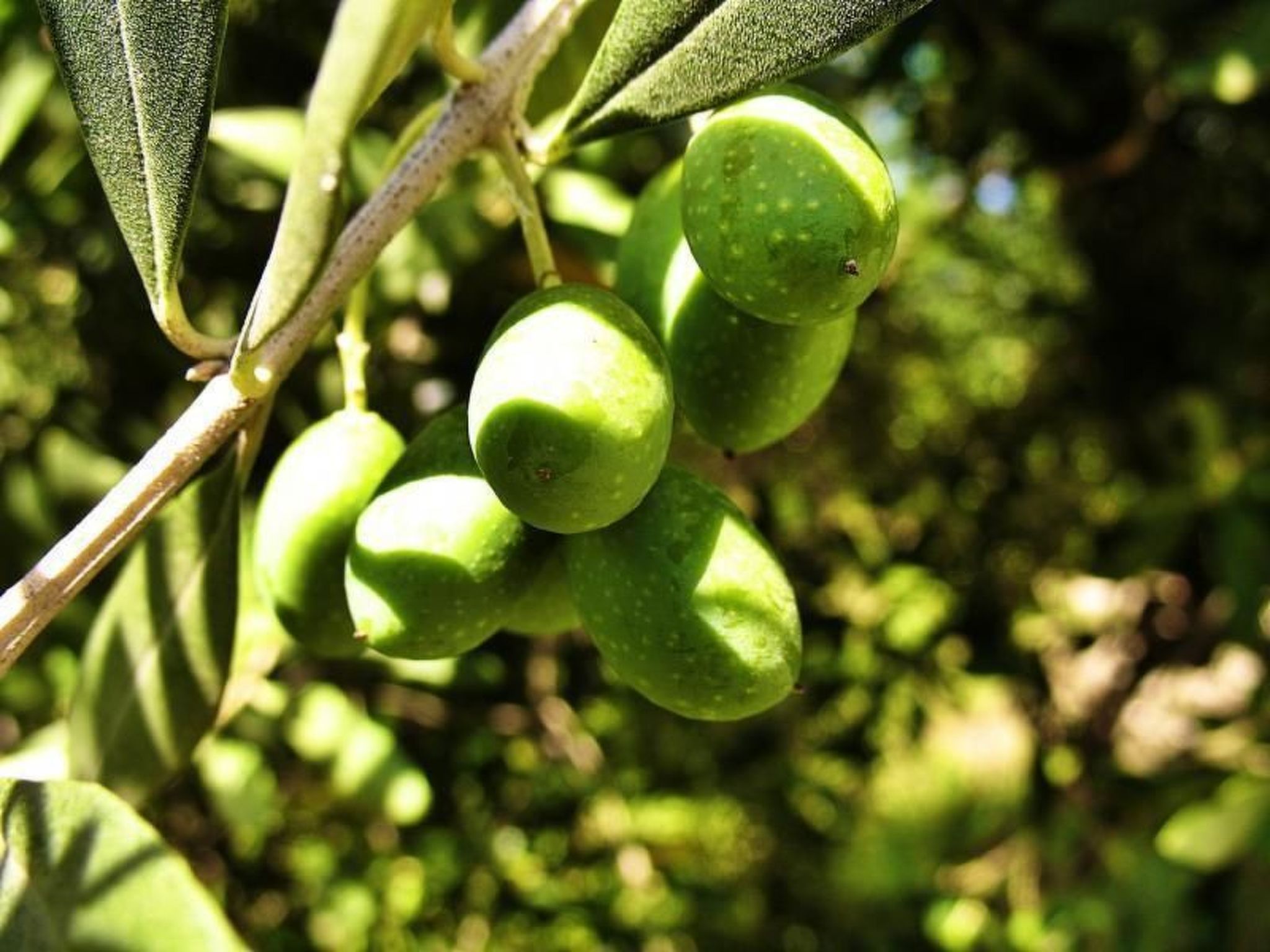 Photo of "Appartement für 3 Personen"