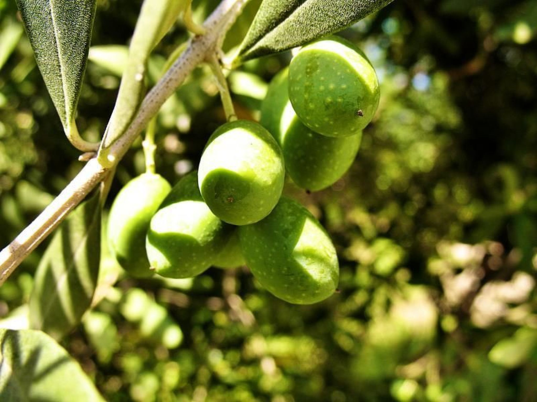 Photo of Wohnung in Solarolo mit privatem Parkplatz