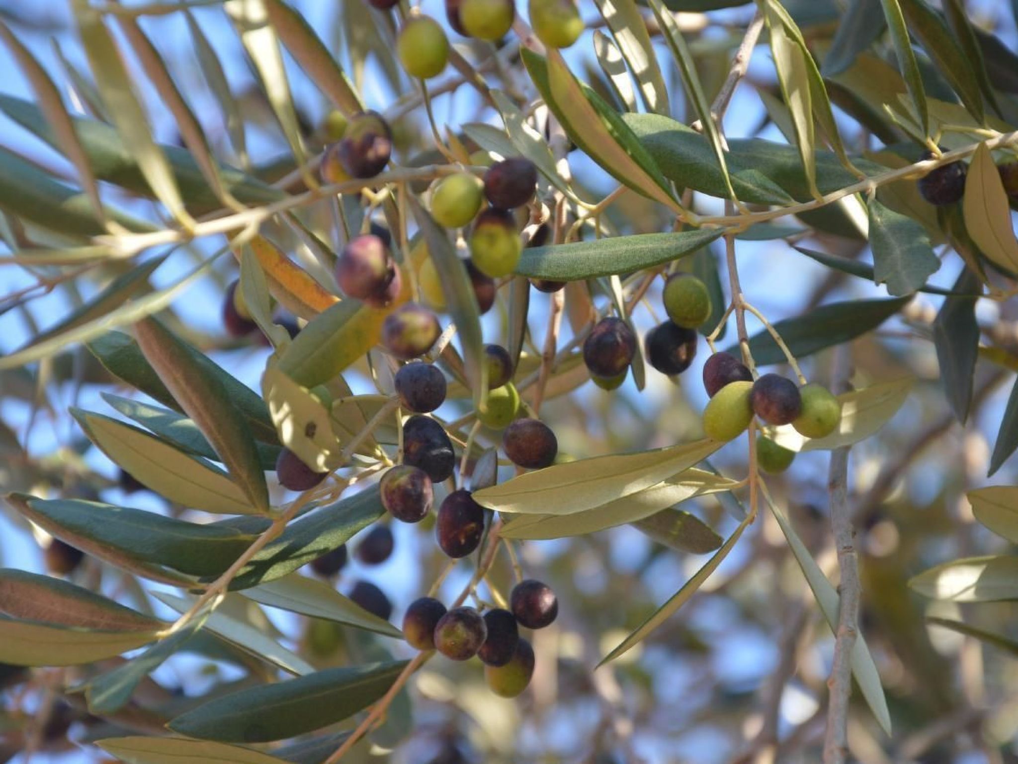 Oliveto Tignale-Binnen