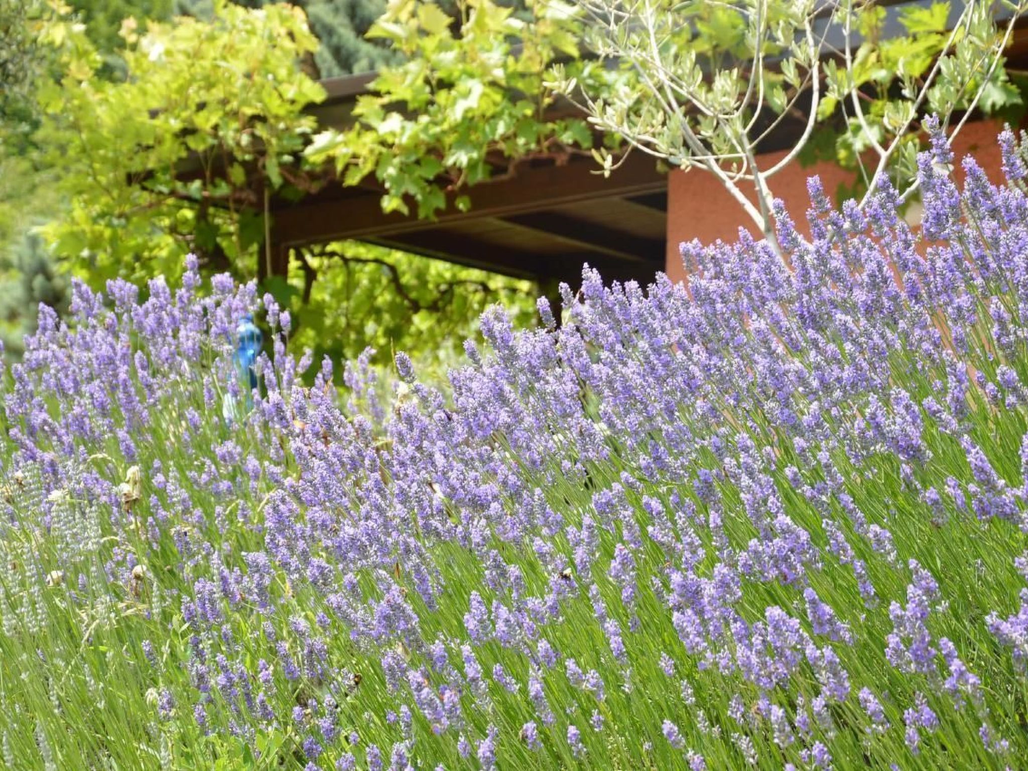 Oliveto Tignale-Binnen