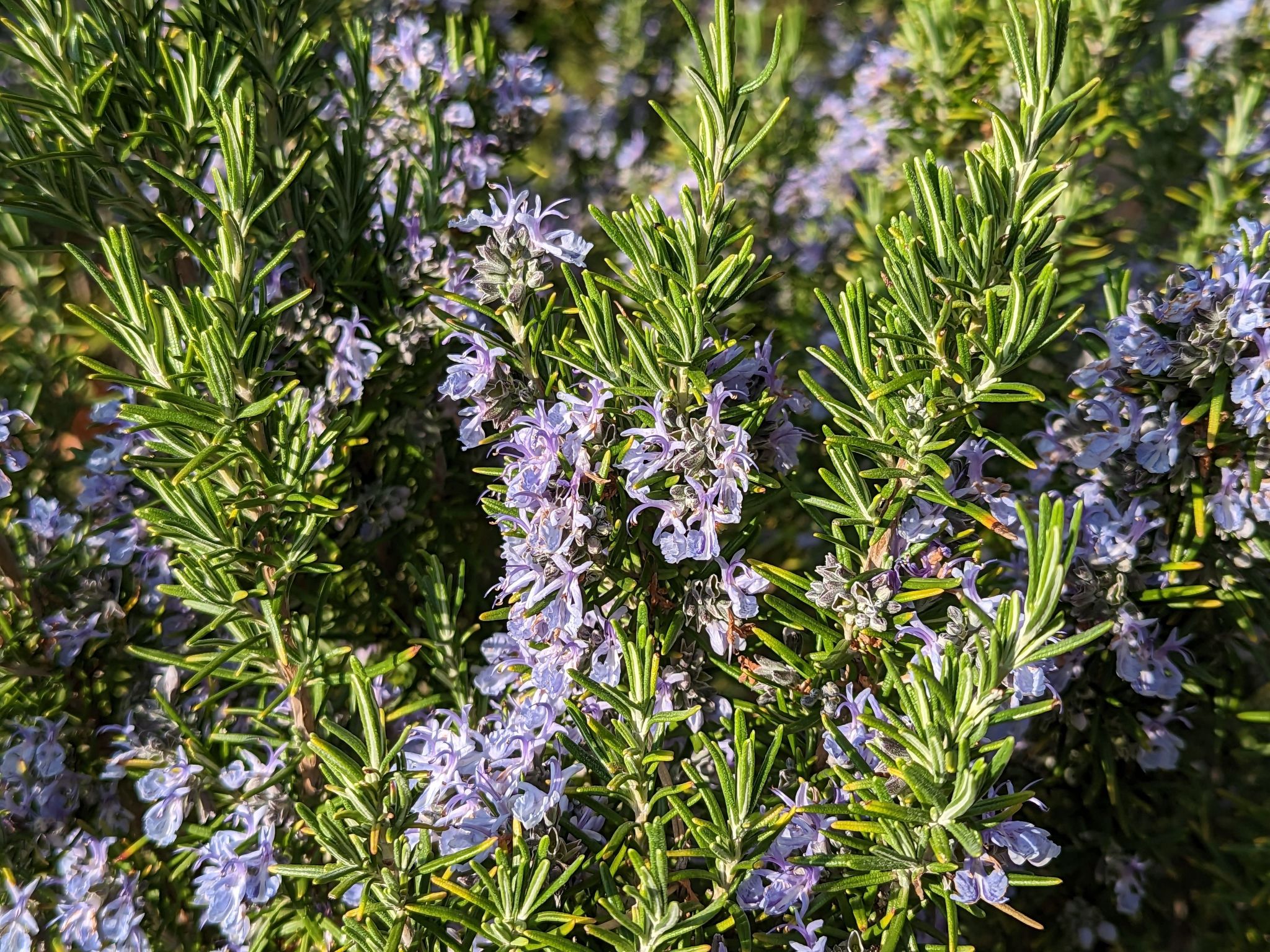 Oliveto Tignale-Binnen