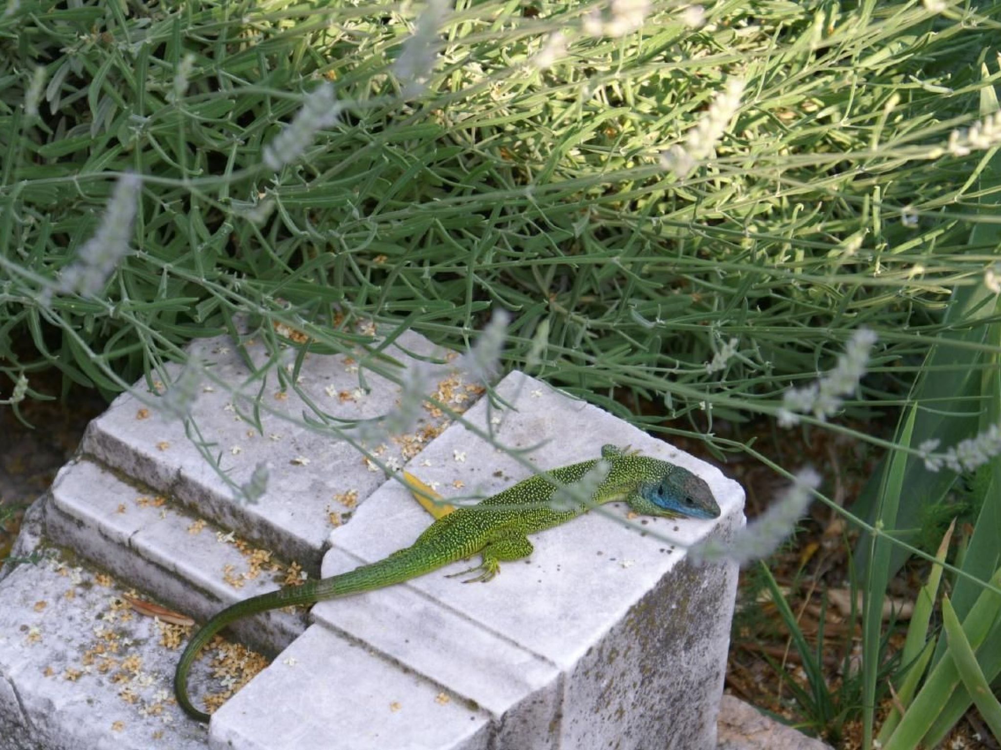 Oliveto Tignale-Binnen