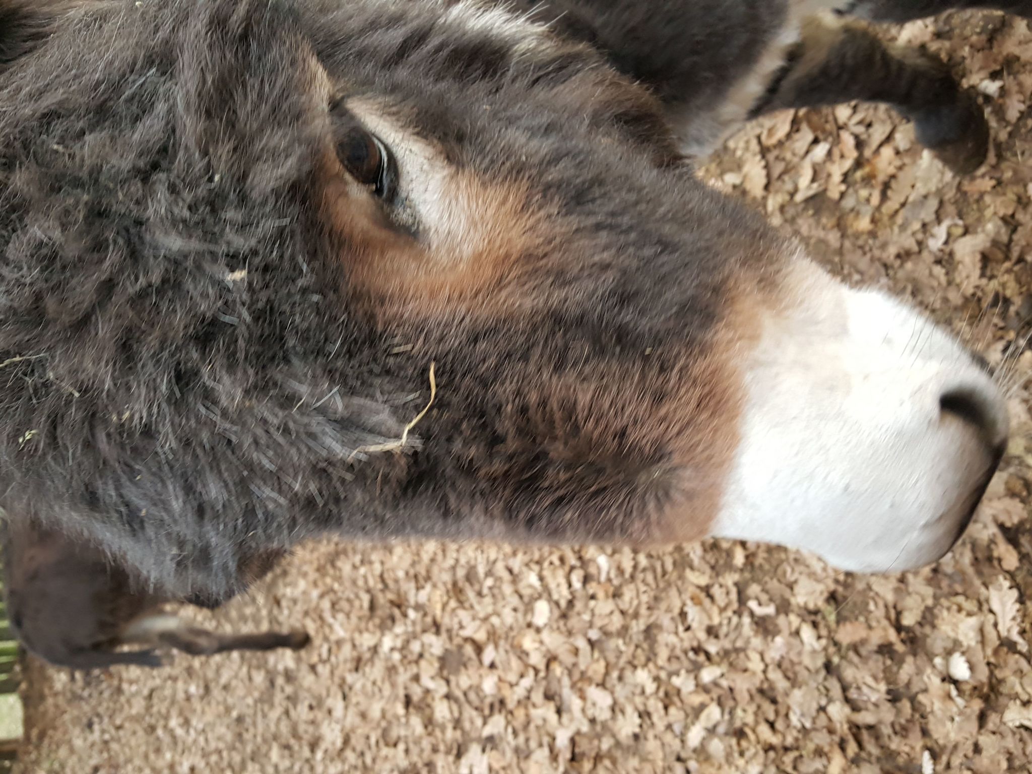 Wohnung mit Grill, Pool und Terrasse-Binnen