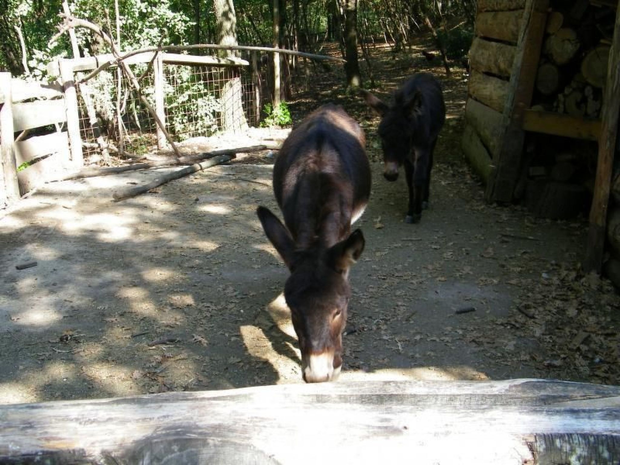 Wohnung mit Grill, Pool und Terrasse-Binnen