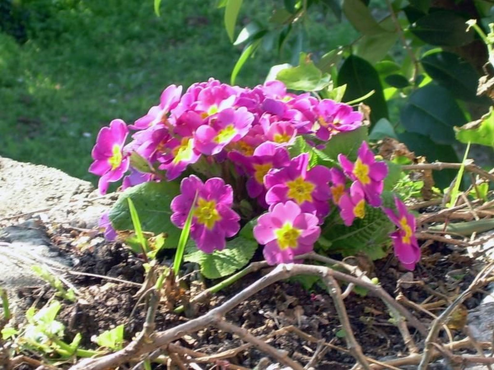 Wohnung mit schönem Garten-Dedans