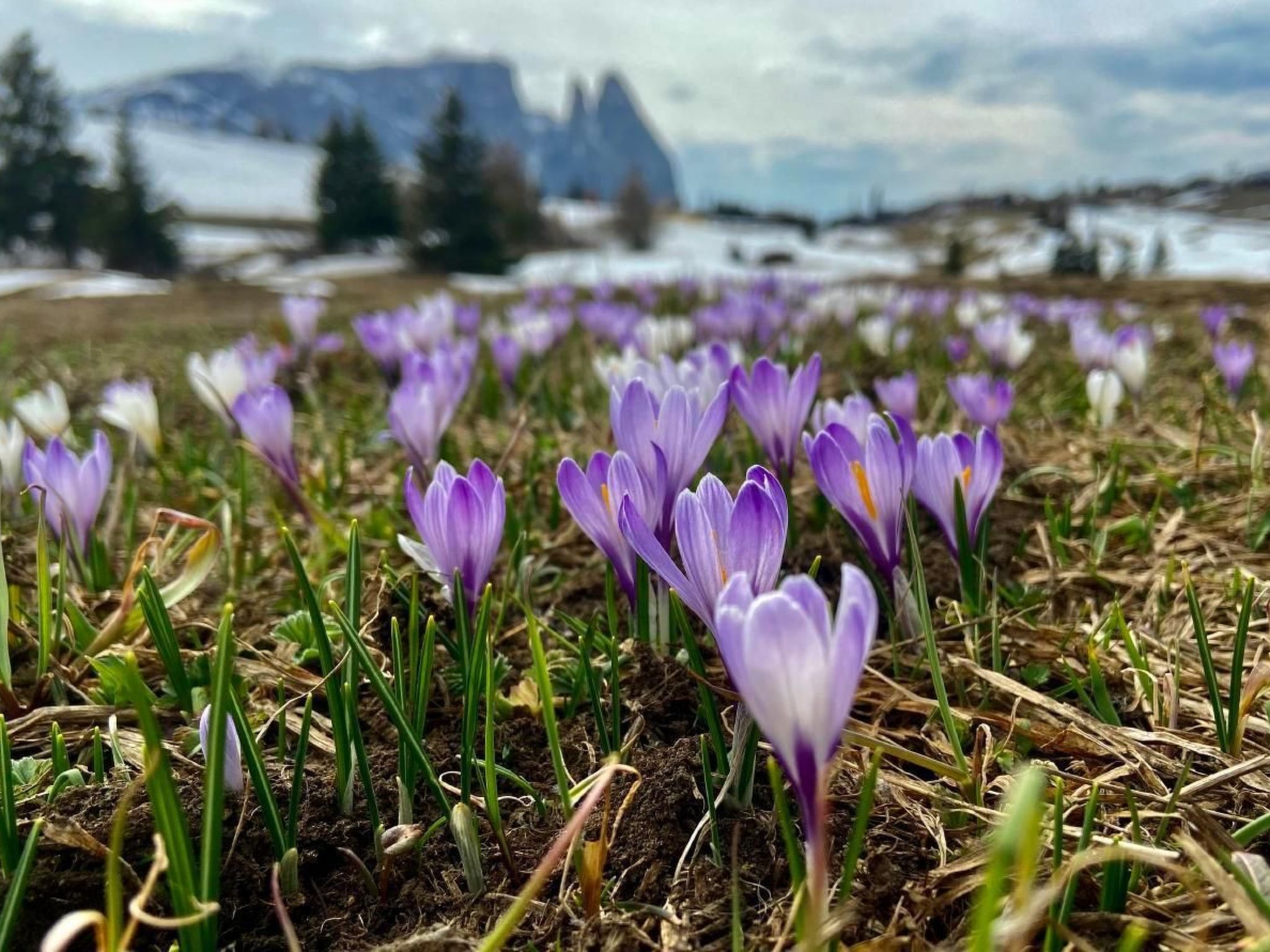 Cesa Vedla DOLOMITES-Binnen