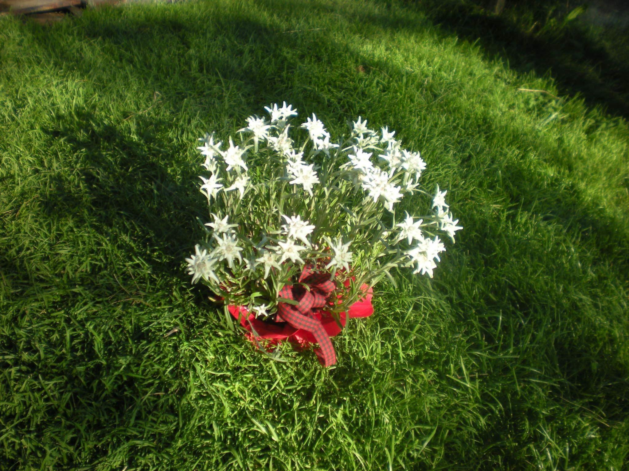 Mit privatem Balkon-Dedans