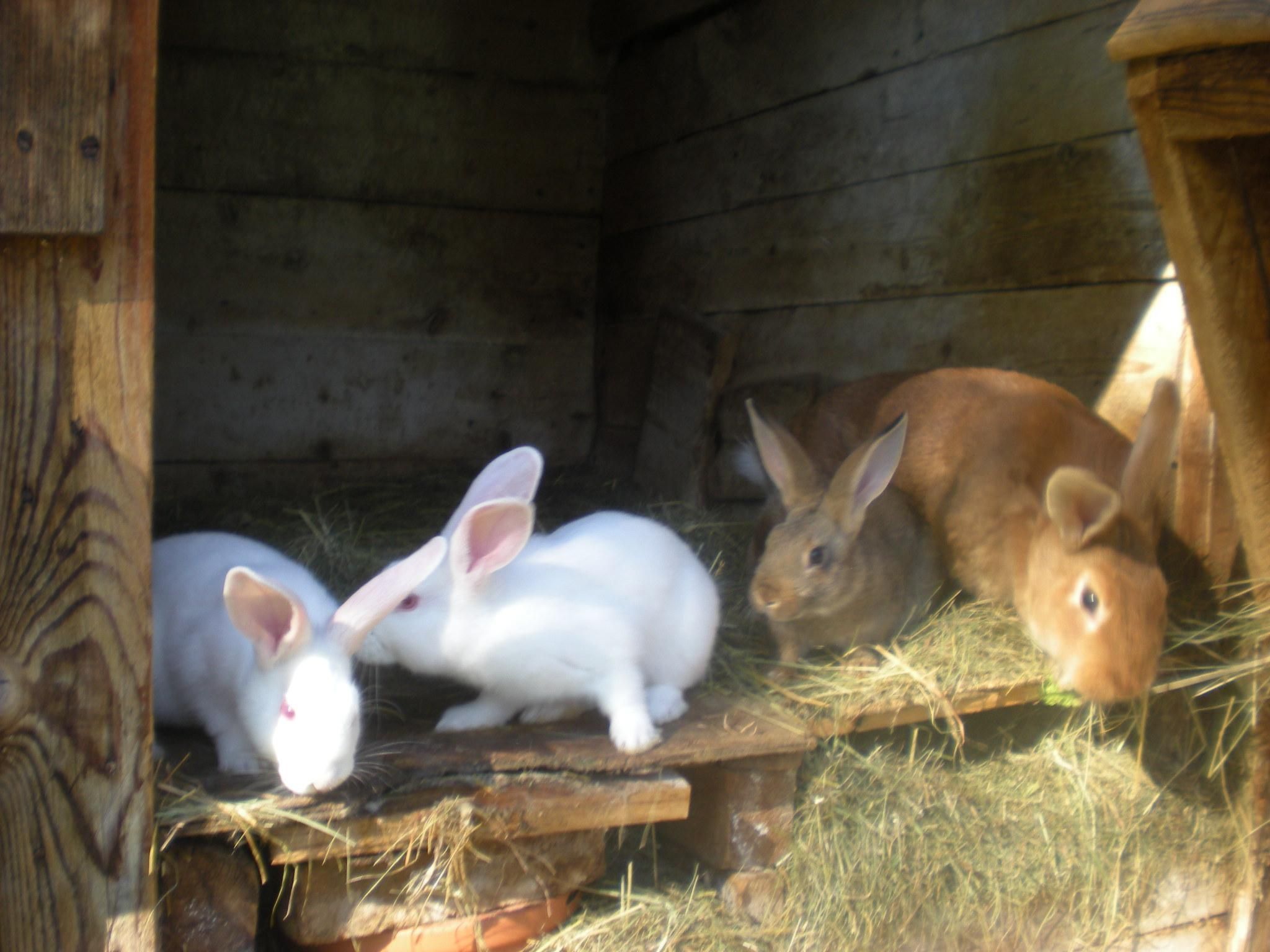 Mit privatem Balkon-Dedans