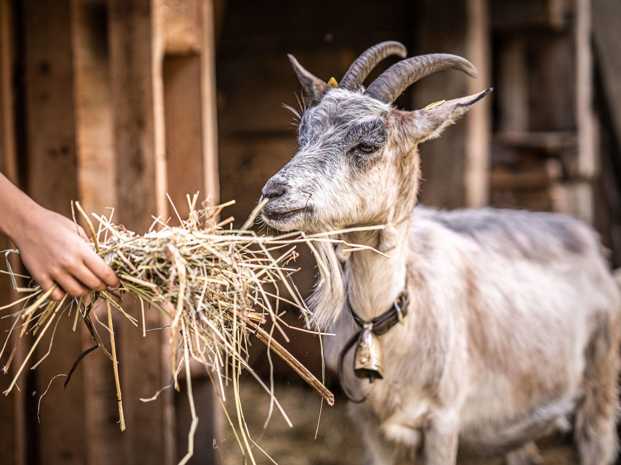 Bauernwohnung-Dedans