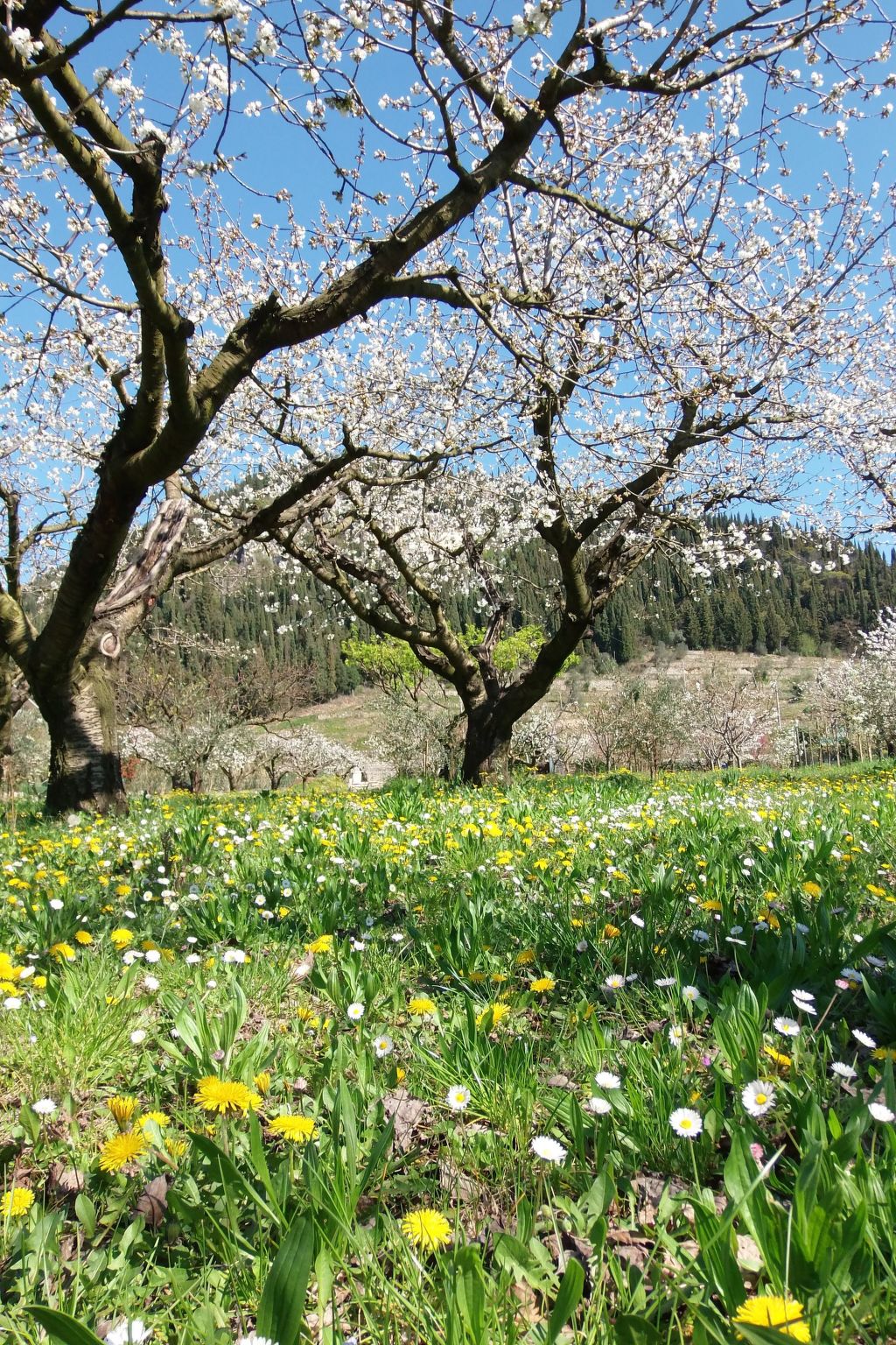 Photo of Anwesen mit Garten, Grill und Terrasse