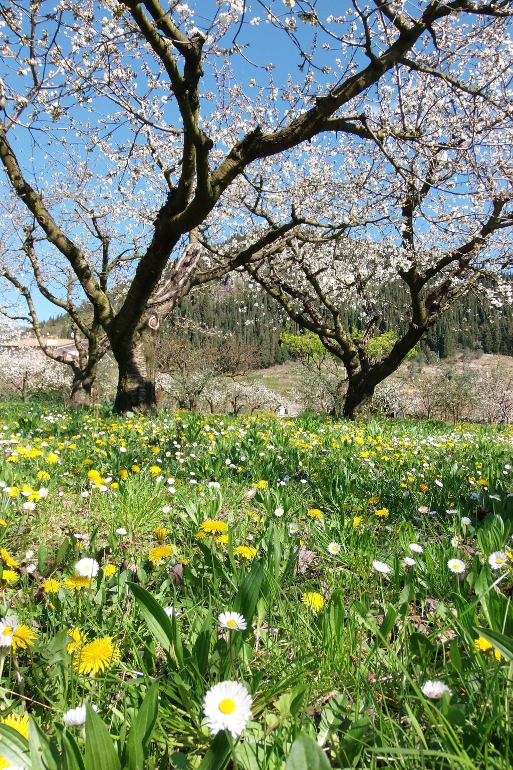 Photo of Anwesen mit Garten, Grill und Terrasse