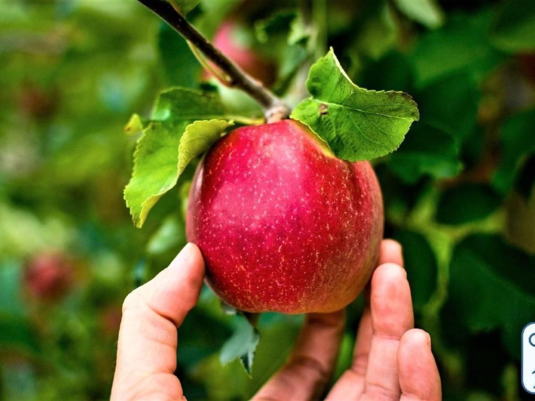 'Antico Eremo'-Binnen