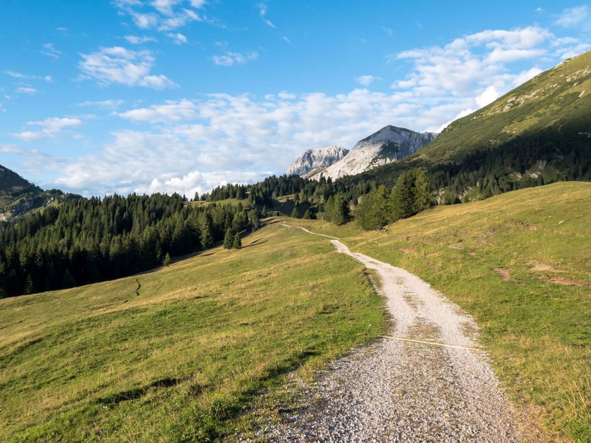 Picchio Primavera-Area