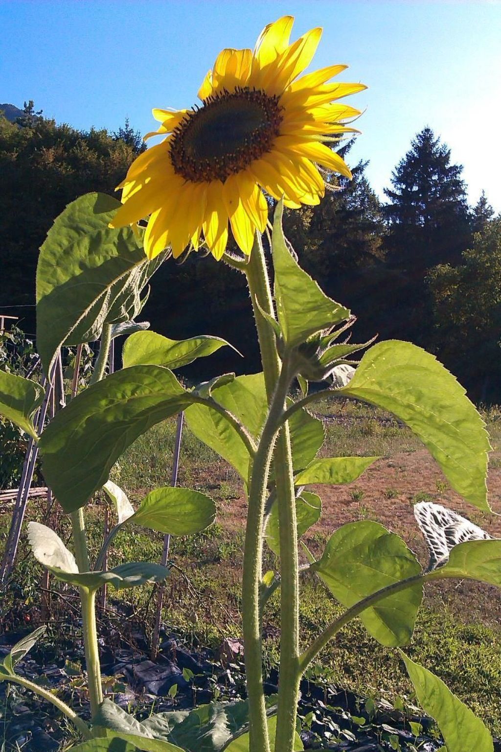 'Irma'-Image-tags.info