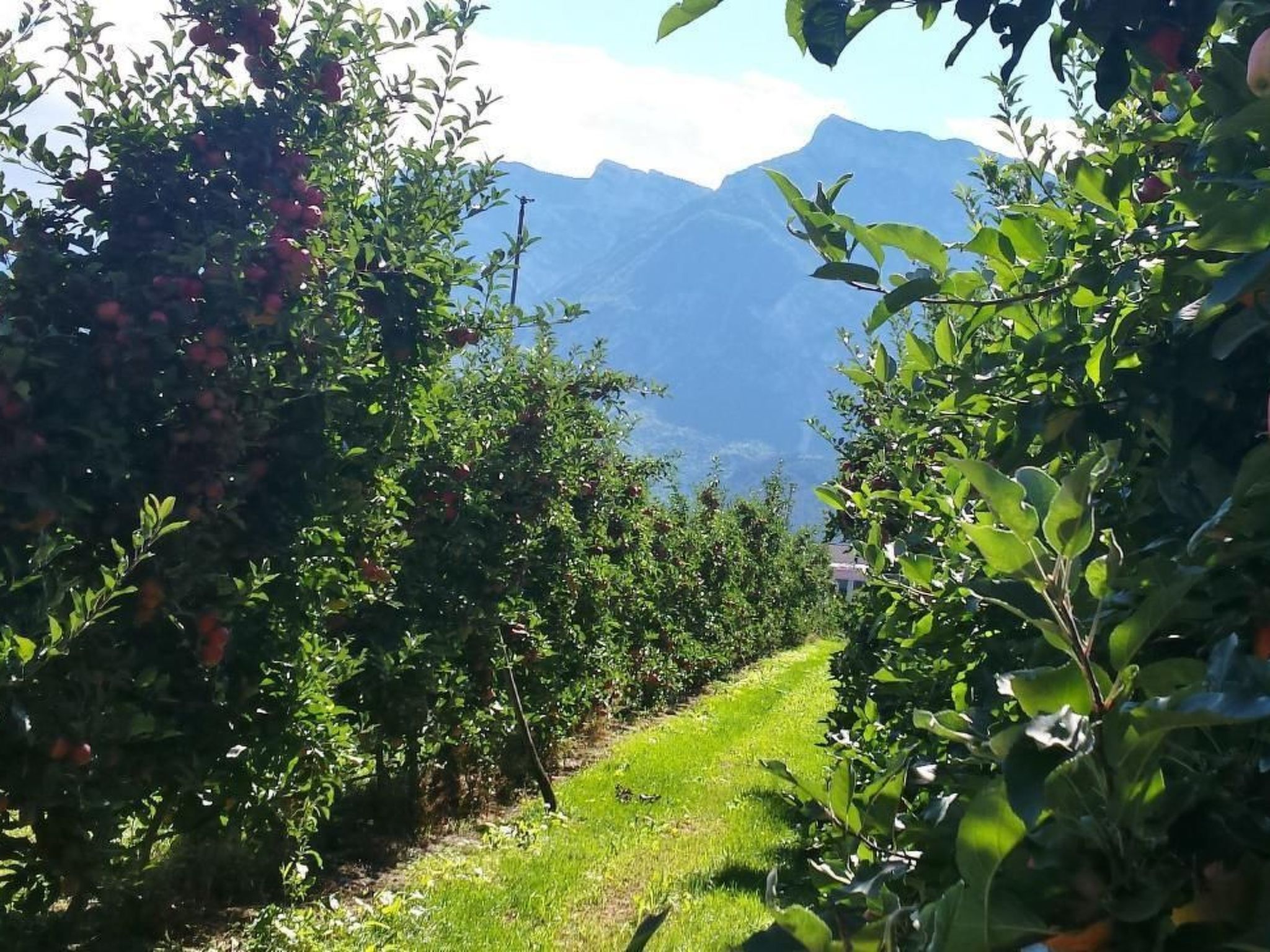 'Irma'-Image-tags.info