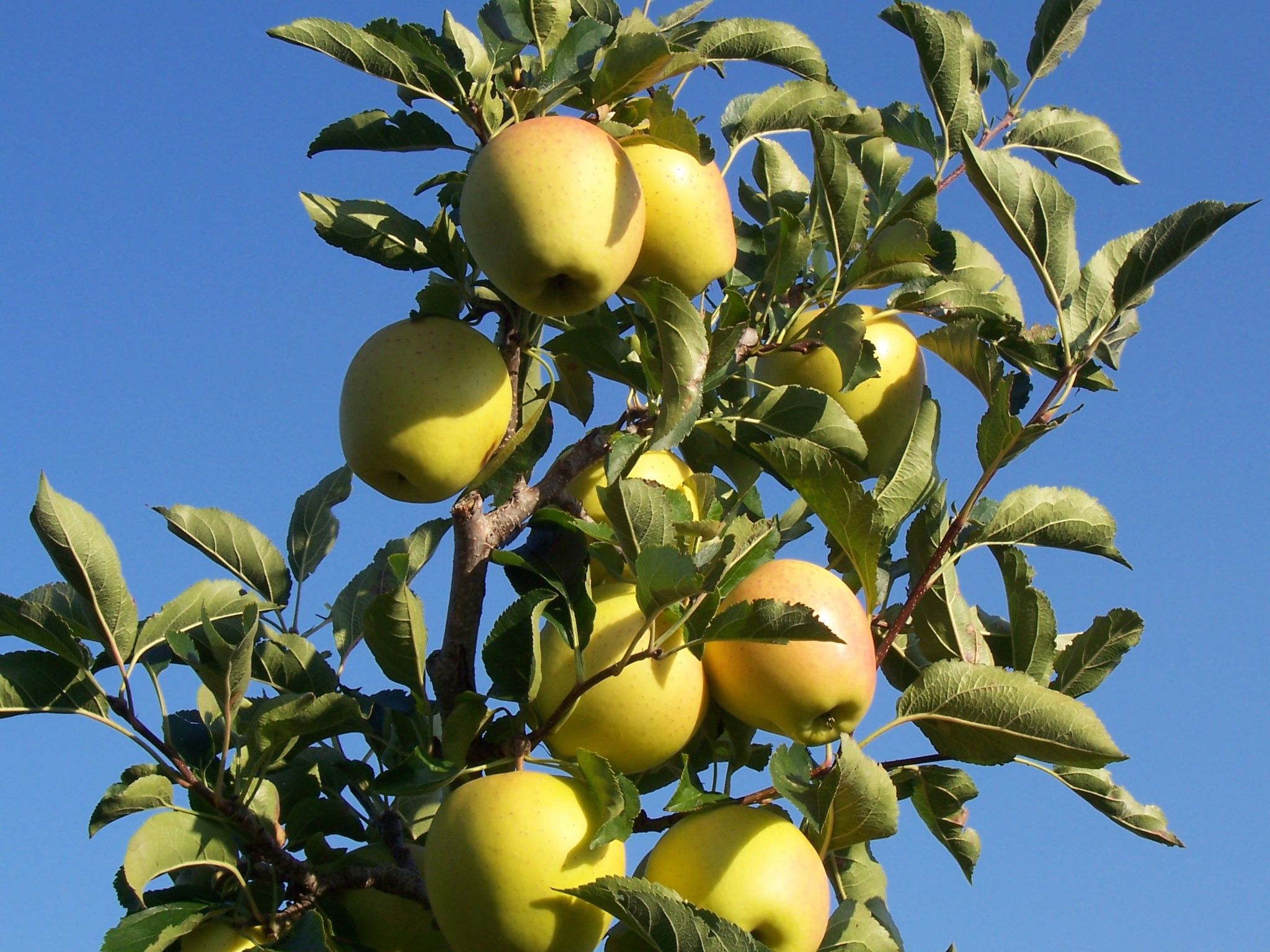 Kerschbamerhof Fewo Pink Lady mit Panoramablick-Image-tags.info