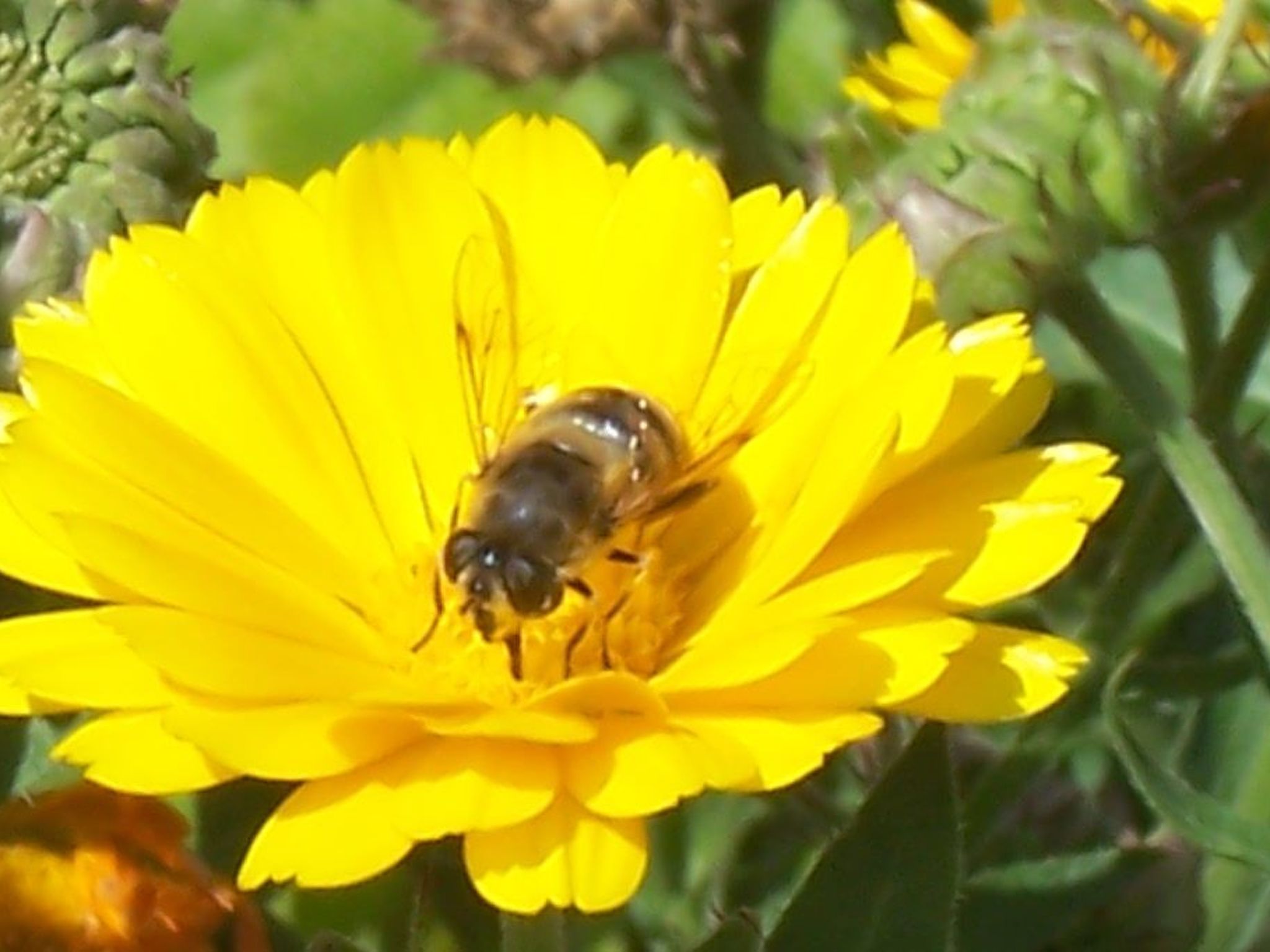 Kerschbamerhof Fewo Pink Lady mit Panoramablick-Image-tags.info