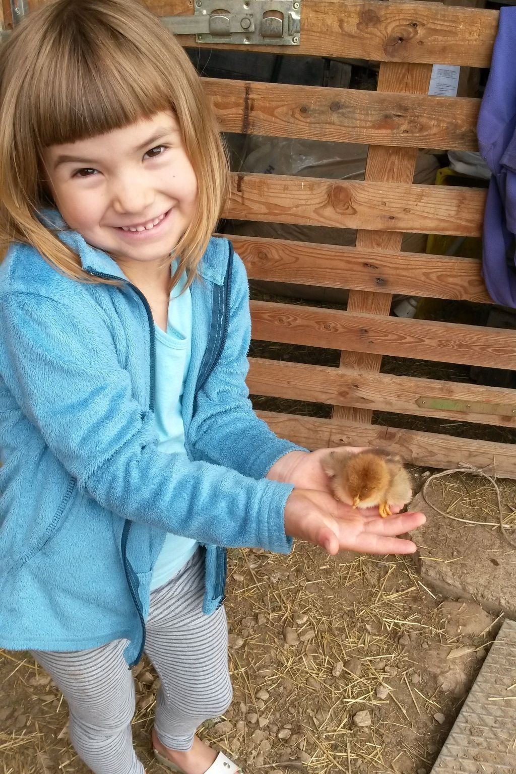 Kerschbamerhof Fewo Pink Lady mit Panoramablick-Image-tags.info