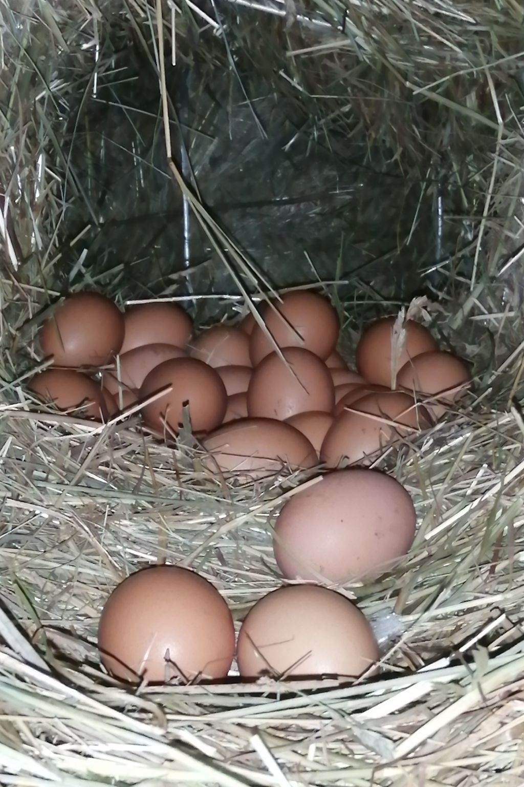 Kerschbamerhof Fewo Pink Lady mit Panoramablick-Image-tags.info