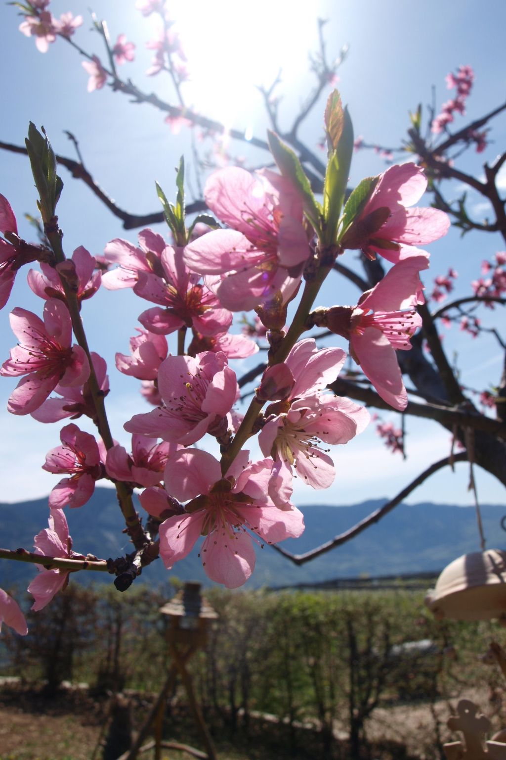 Kerschbamerhof Fewo Pink Lady mit Panoramablick-Draußen