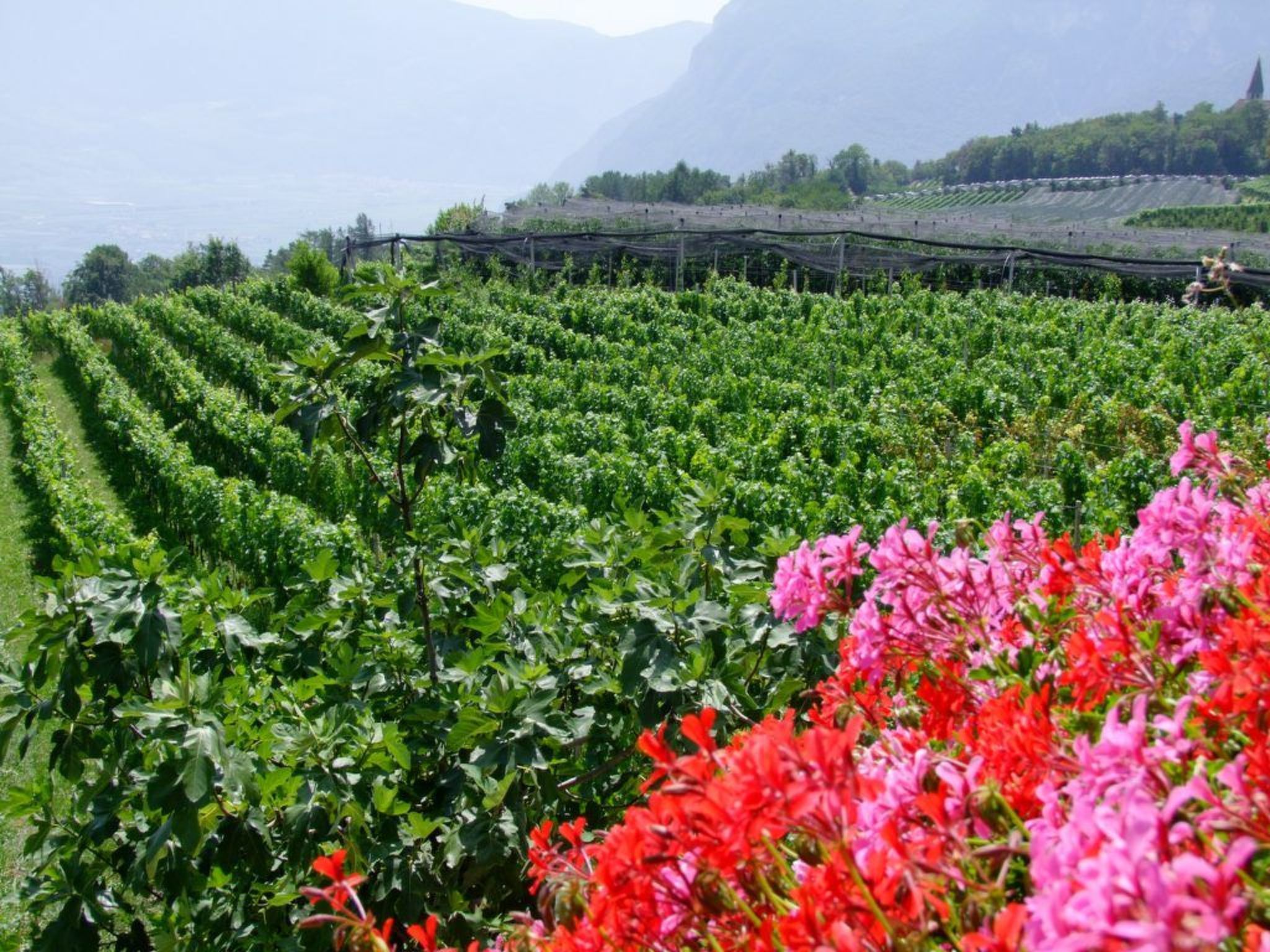 Kerschbamerhof Fewo Pink Lady mit Panoramablick-Image-tags.info