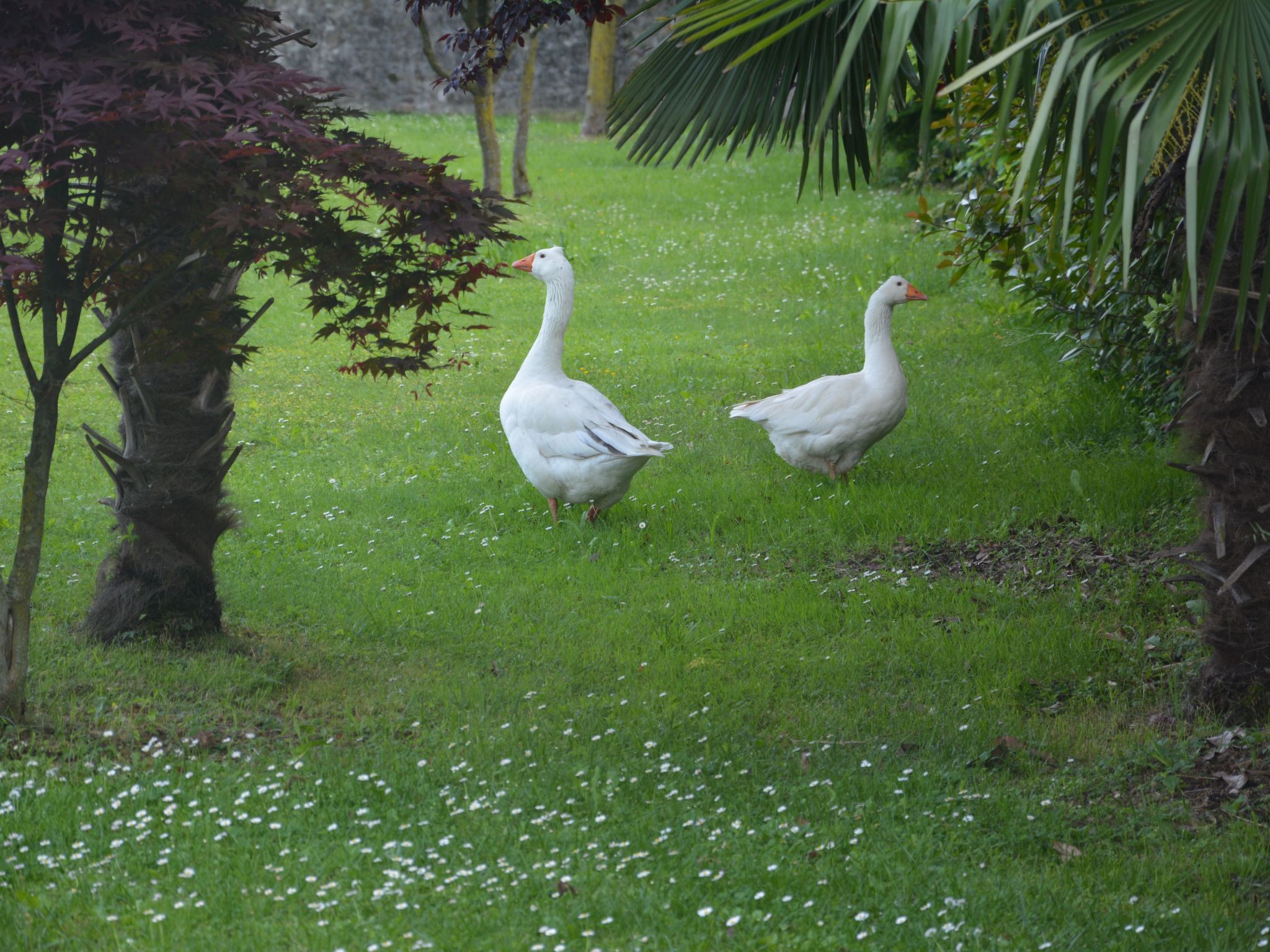 Apartment "Monika"-Image-tags.info