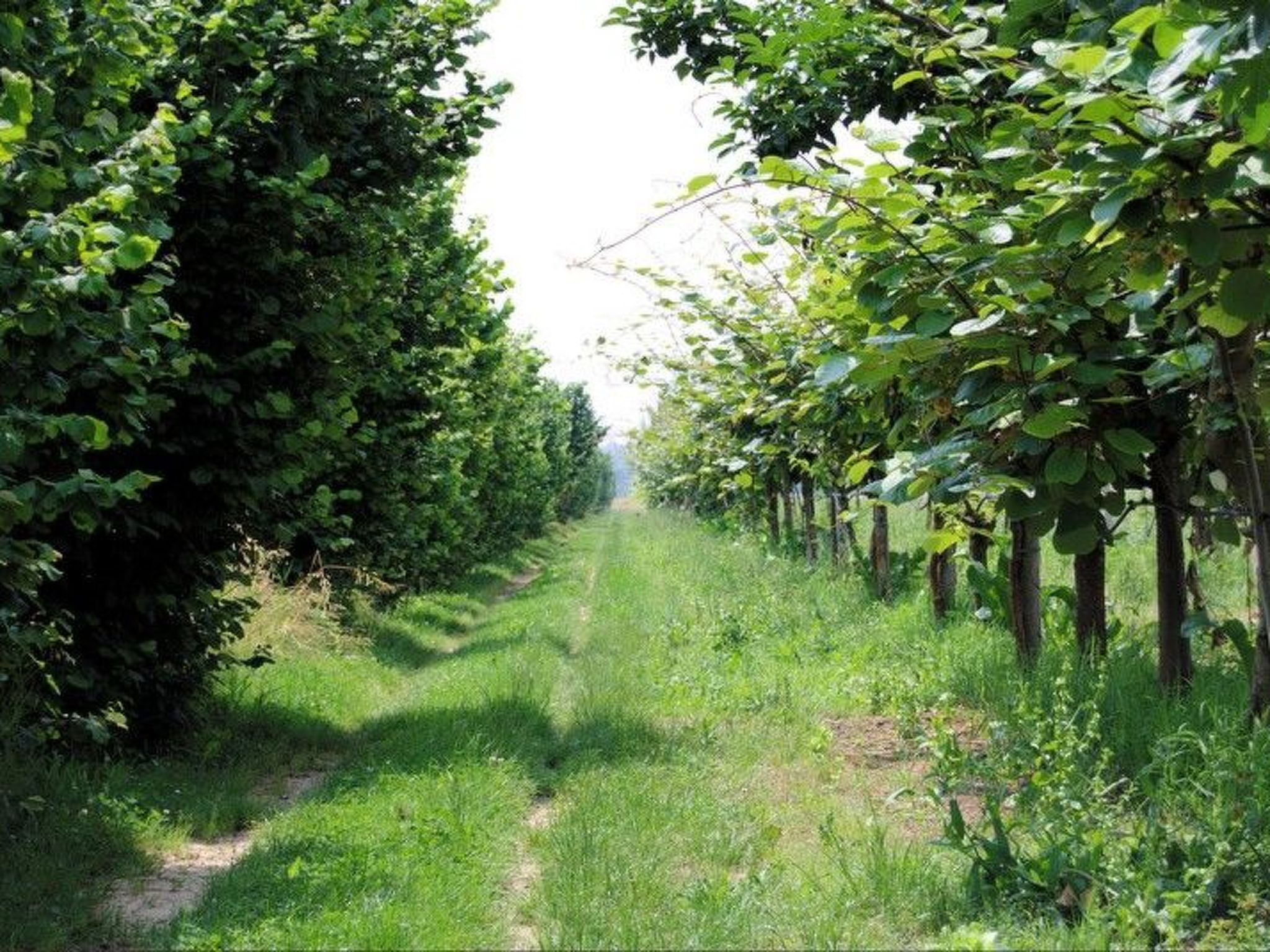 Schöne Wohnung in Venedig mit Garten und Grill-Binnen