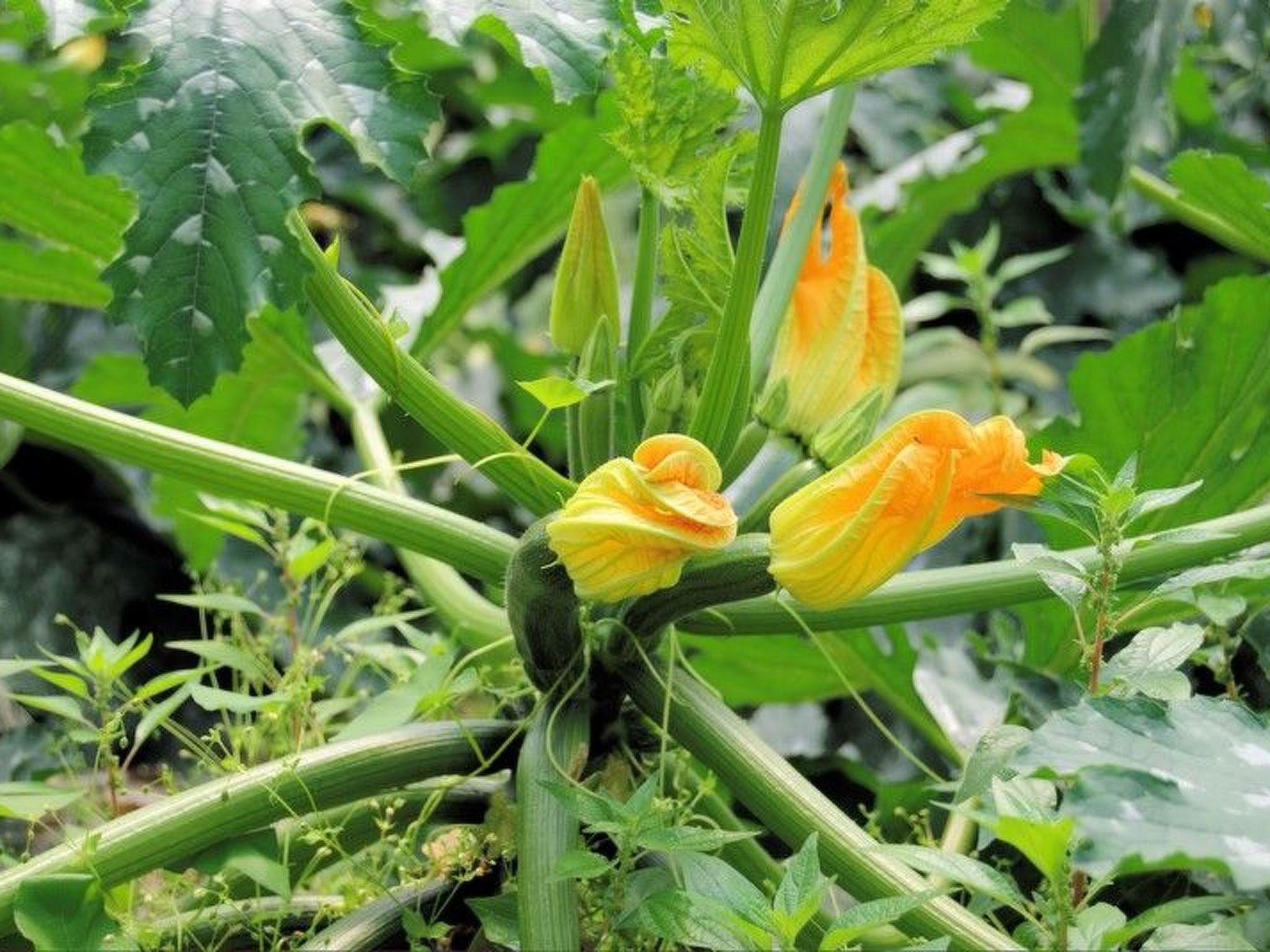 Schöne Wohnung in Venedig mit Garten und Grill-Binnen