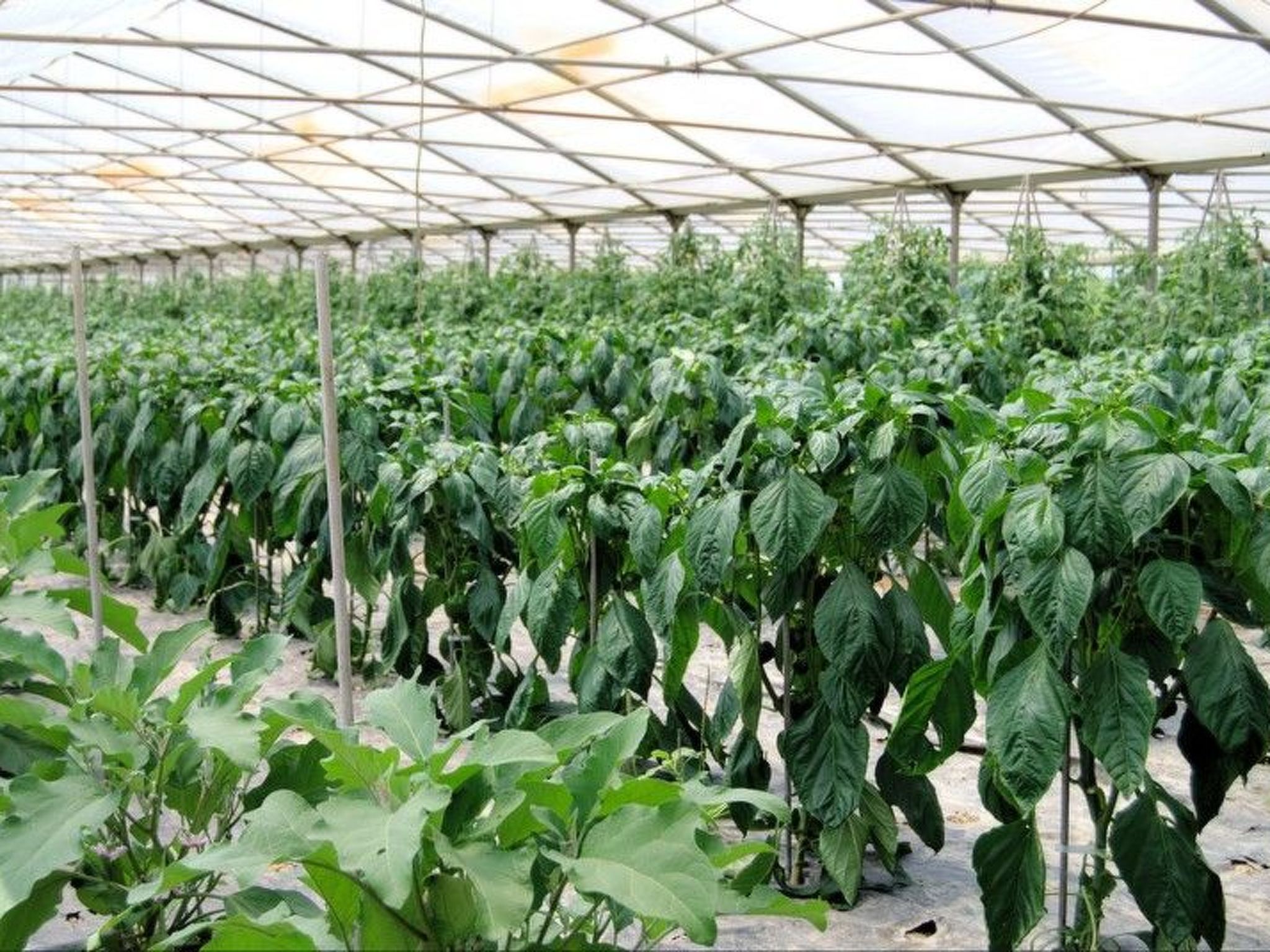 Schöne Wohnung in Venedig mit Garten und Grill-Binnen