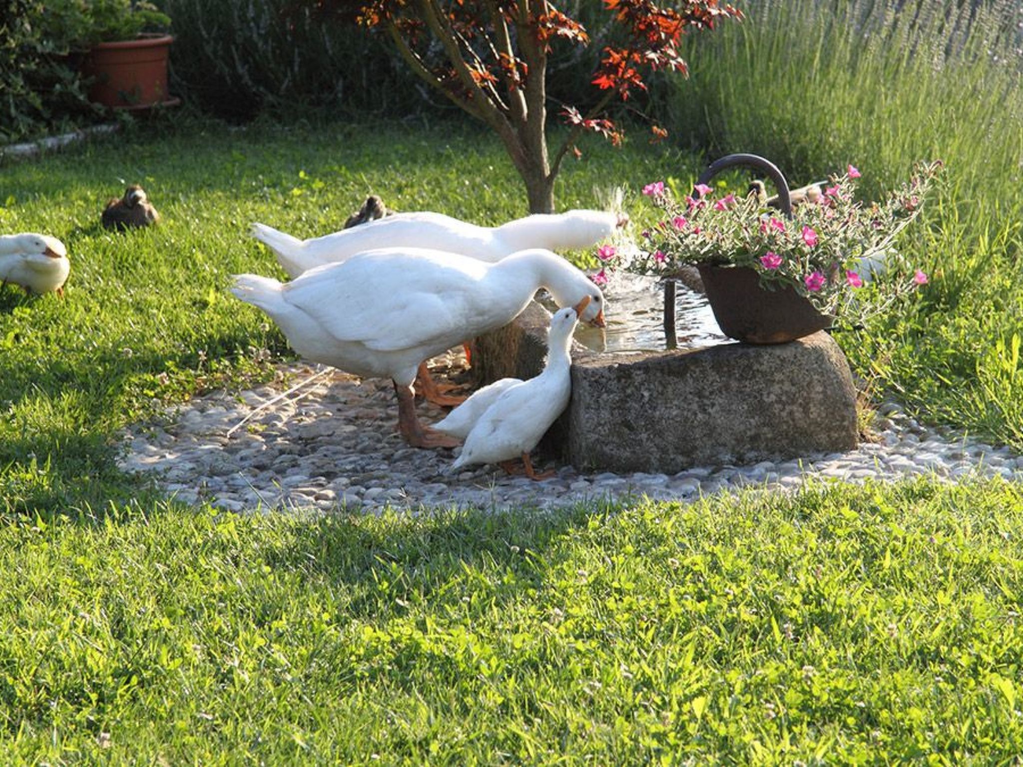 Duck's Cottage für einen Dolomitenurlaub-Buiten