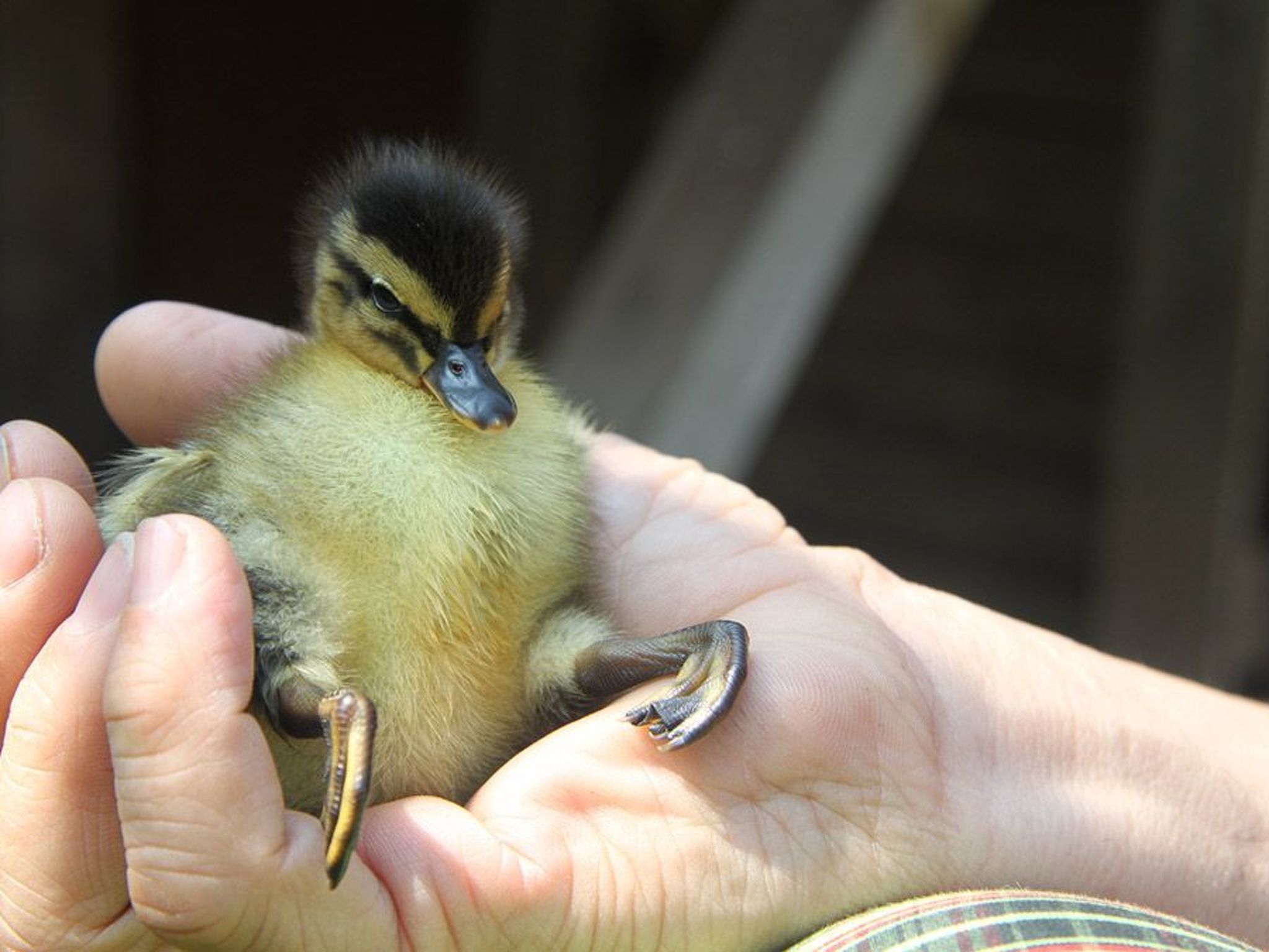 Duck's Cottage für einen Dolomitenurlaub-Image-tags.info