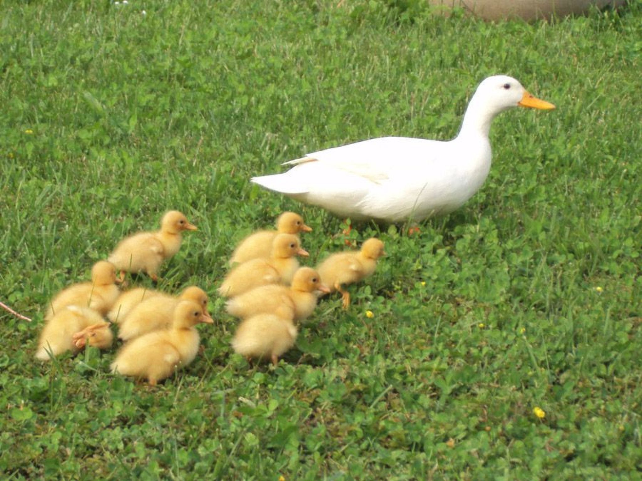 Duck's Cottage für einen Dolomitenurlaub-Buiten
