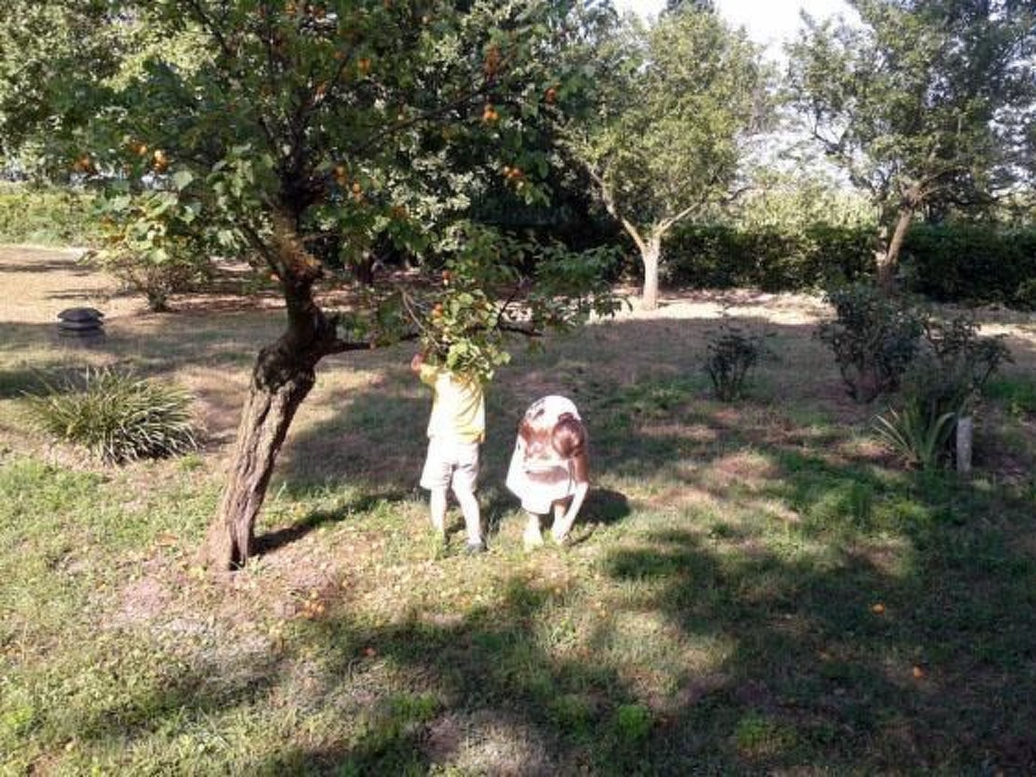 In Rosolina mit Grill und Garten-Image-tags.info