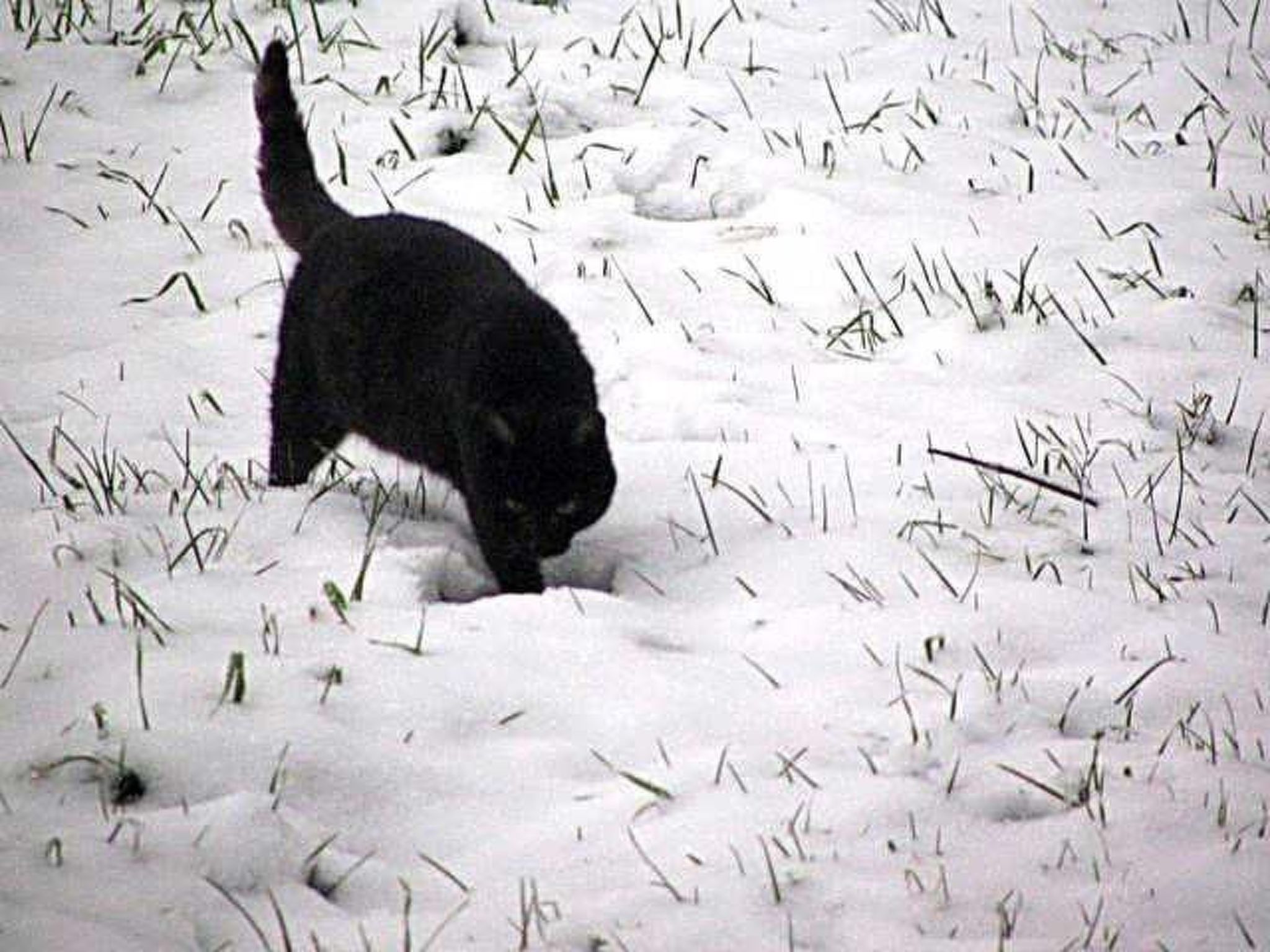 In Rosolina mit Grill und Garten-Image-tags.info