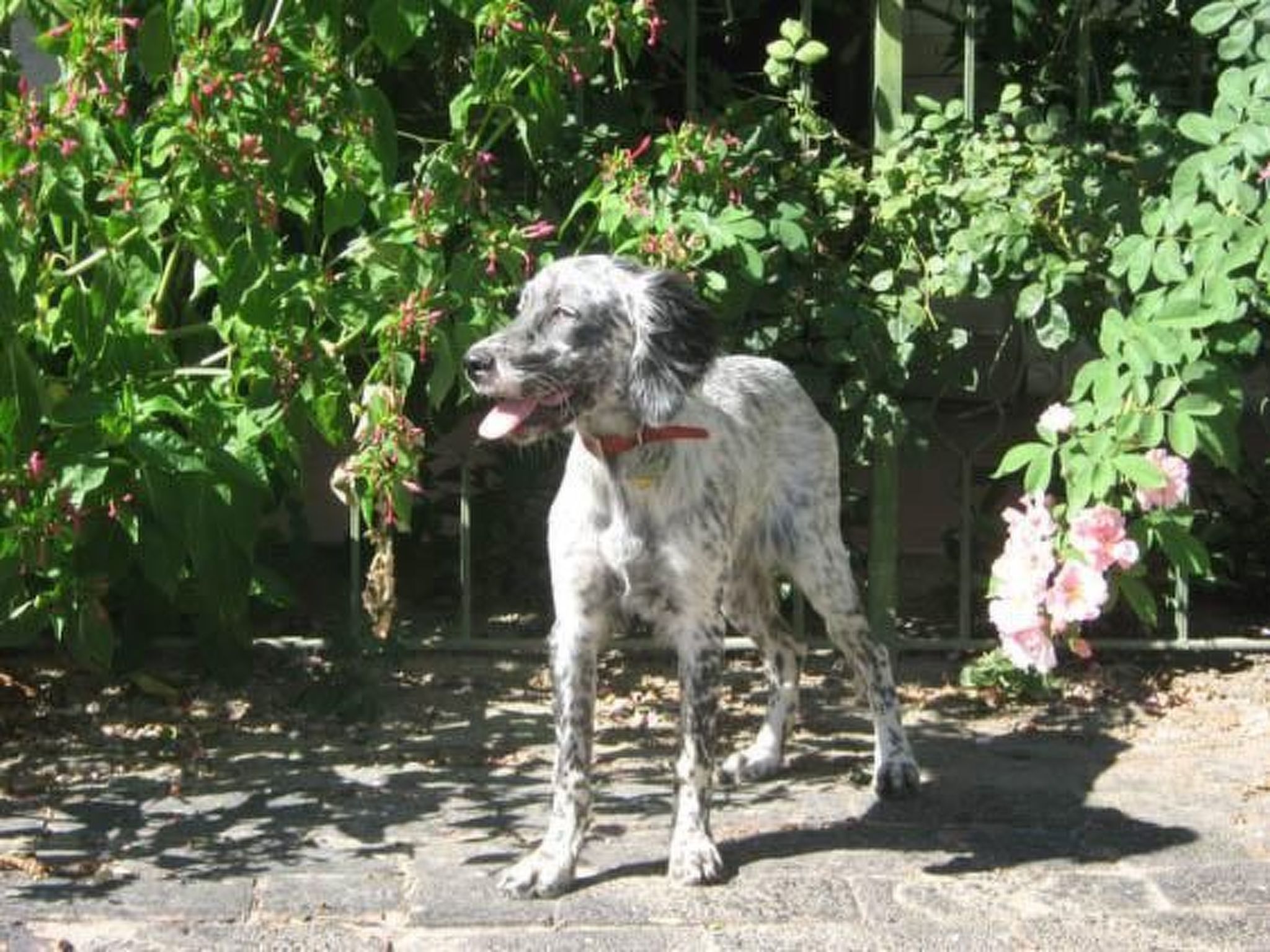 In Rosolina mit Grill und Garten-Buiten