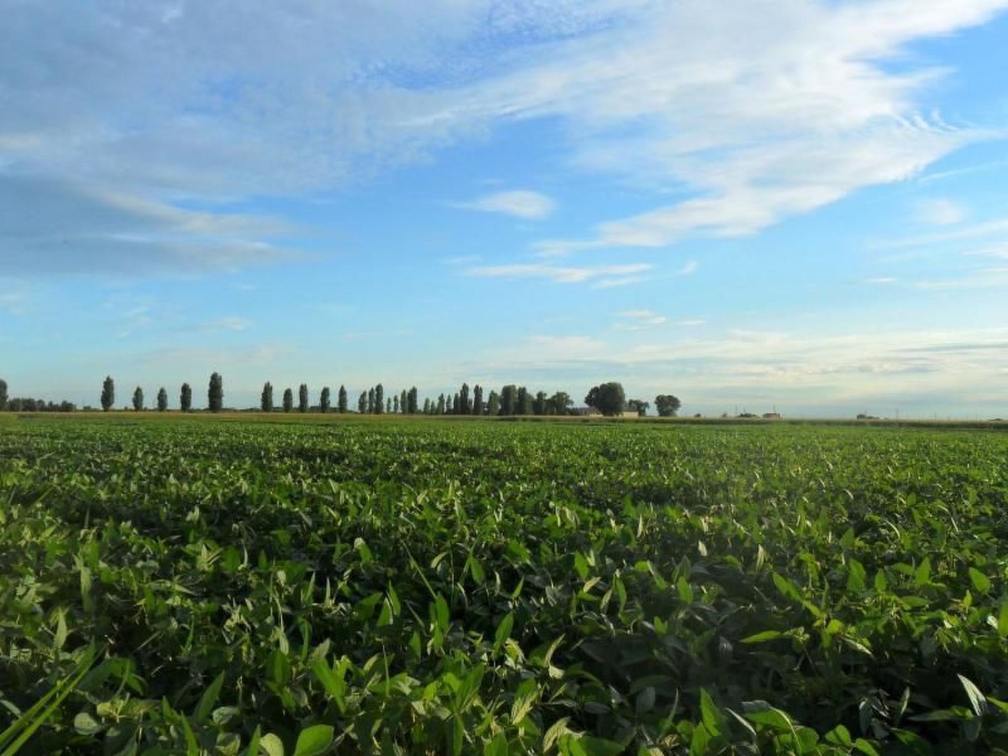 Appartement in Rosolina mit Garten und Grill-Buiten
