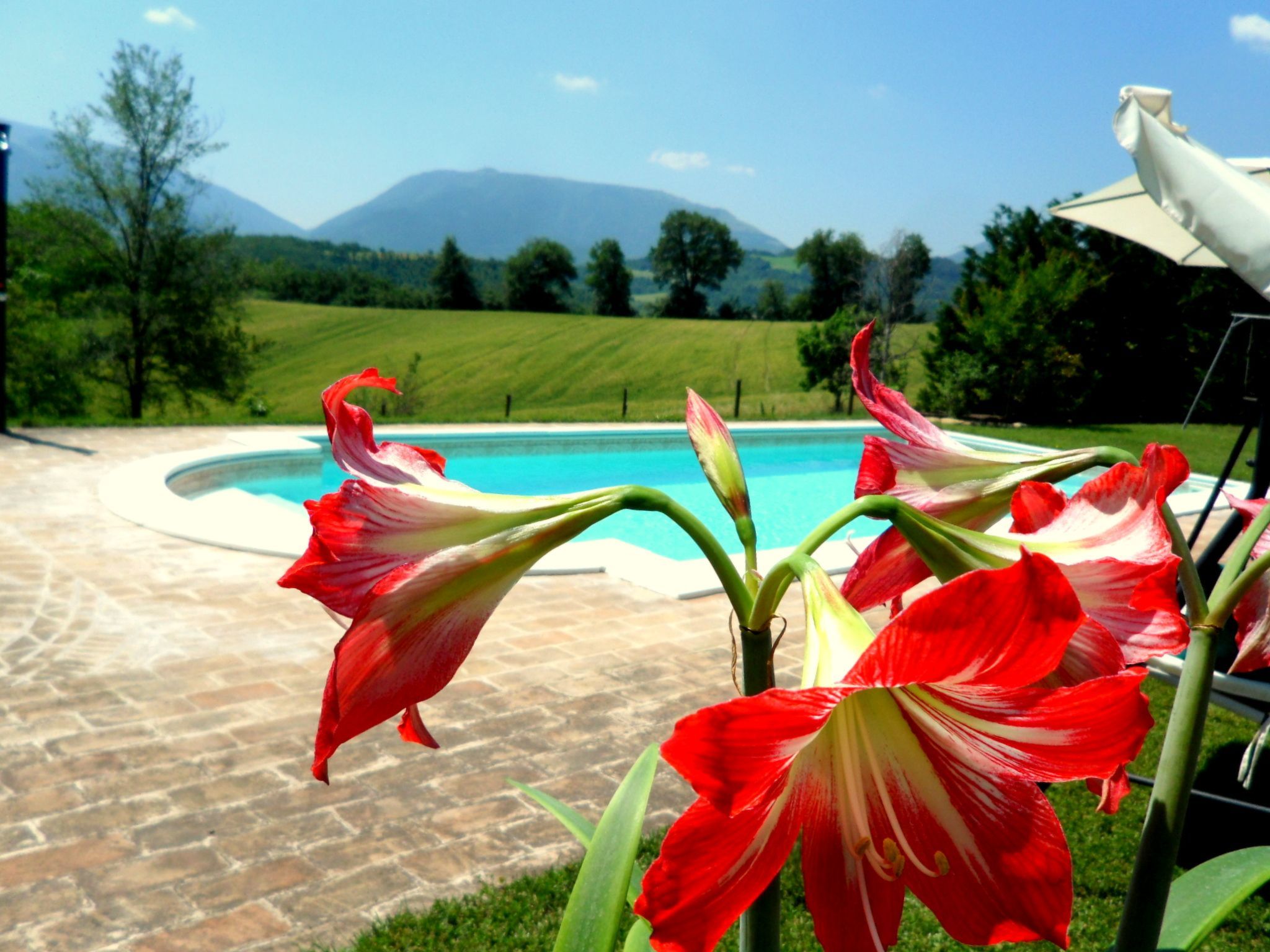 Iris in Cagli-Image-tags.info