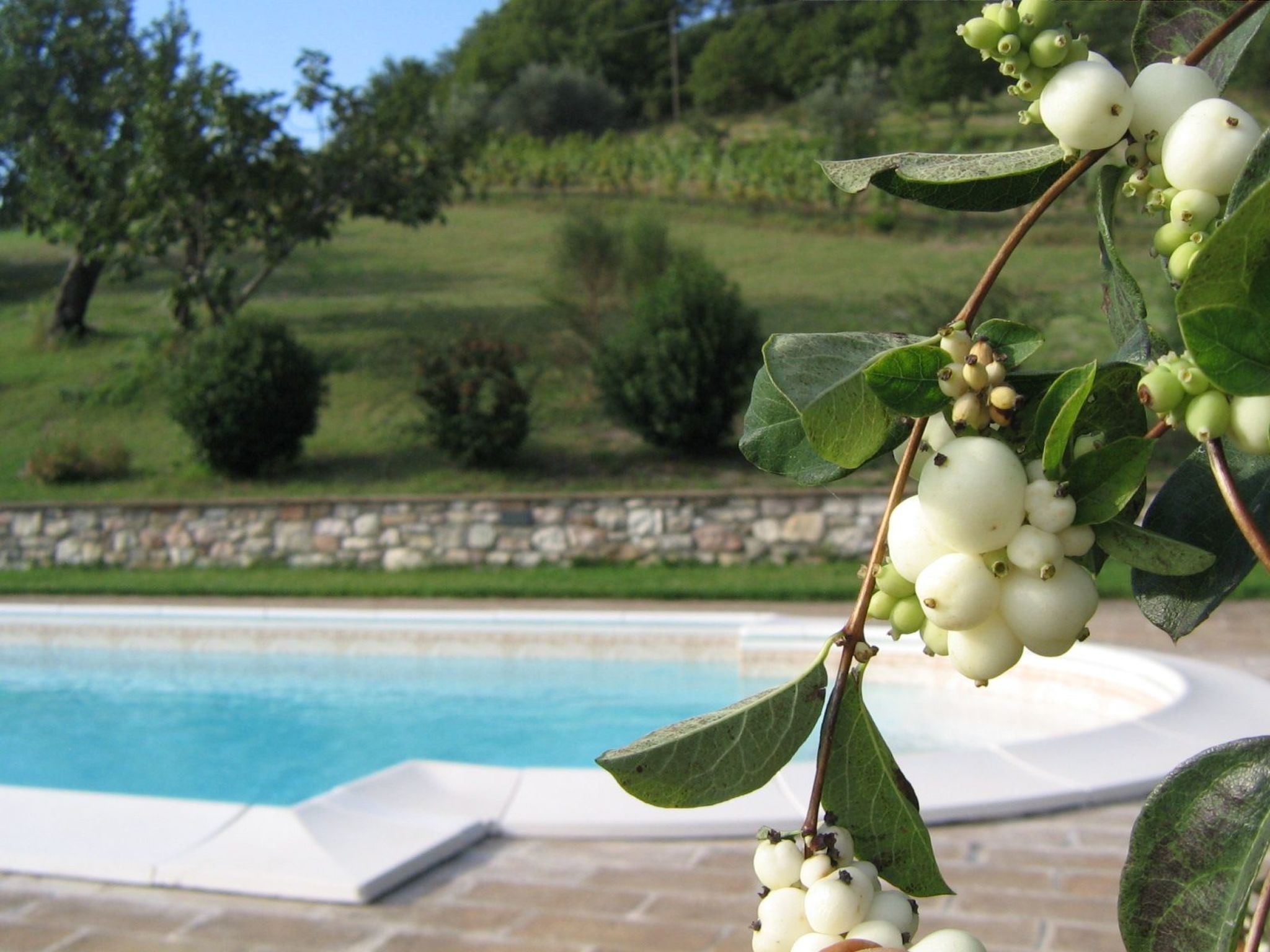 Iris in Cagli-Image-tags.info