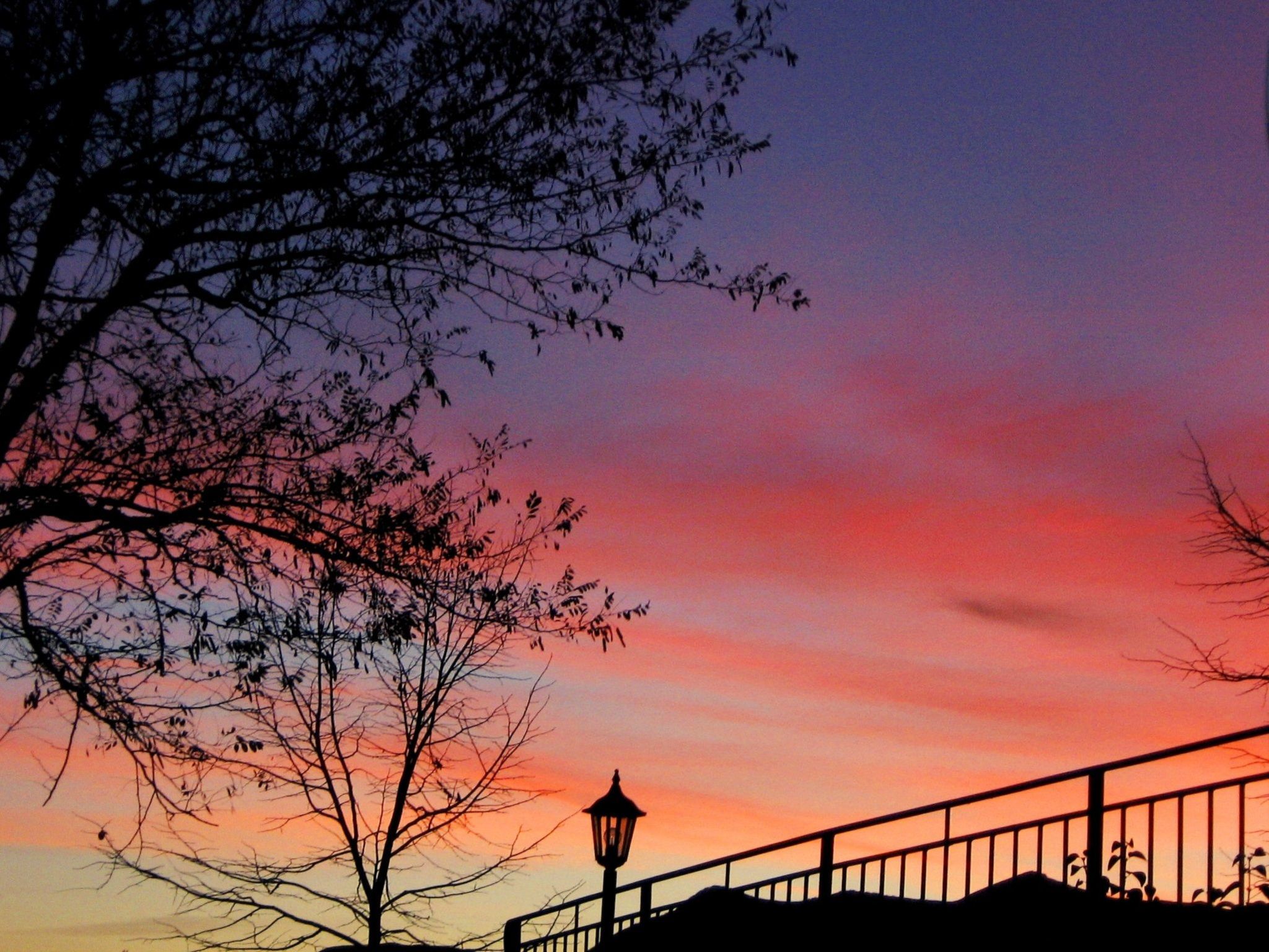 Iris in Cagli-Image-tags.info