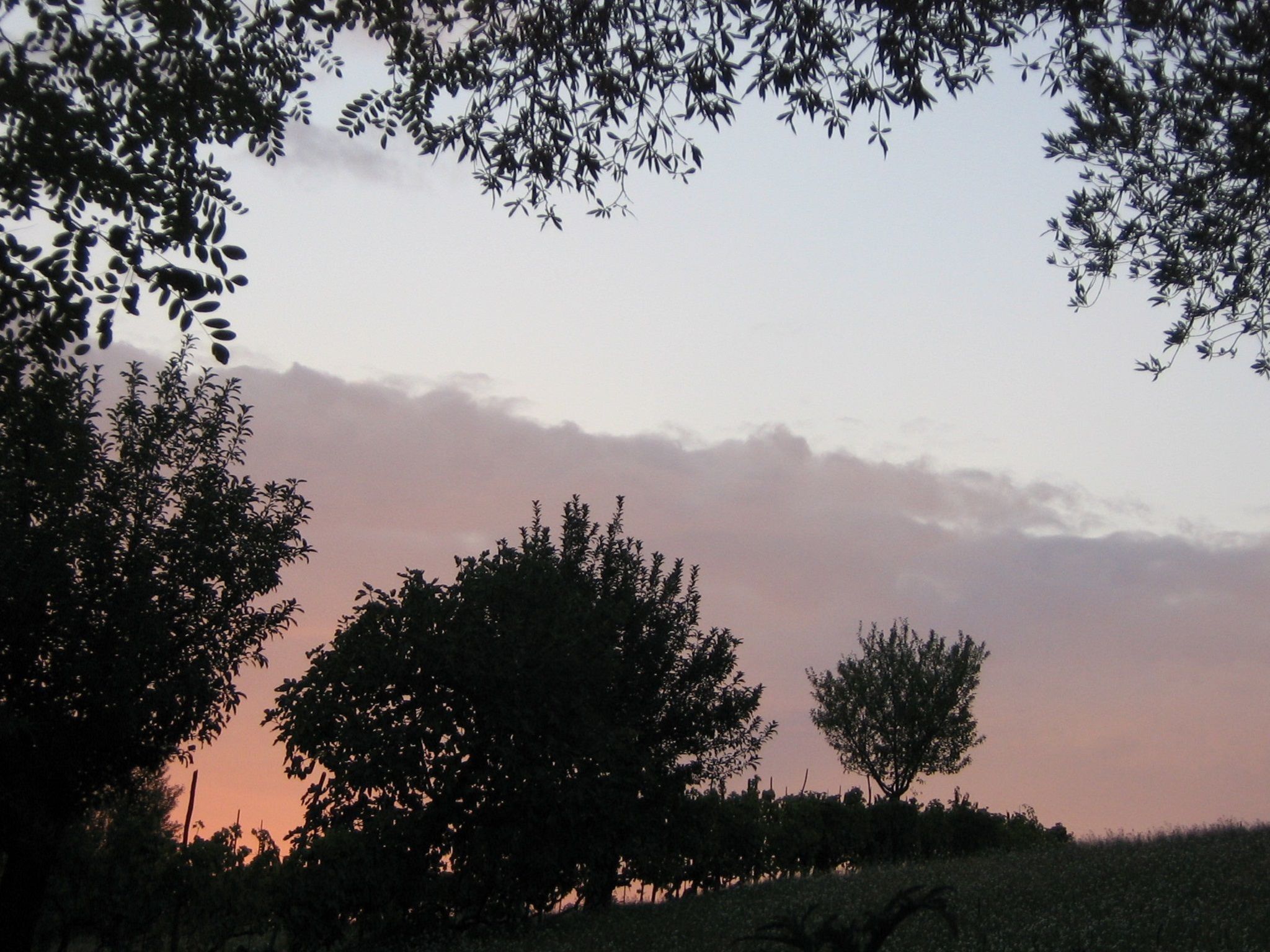 Iris in Cagli-Image-tags.info