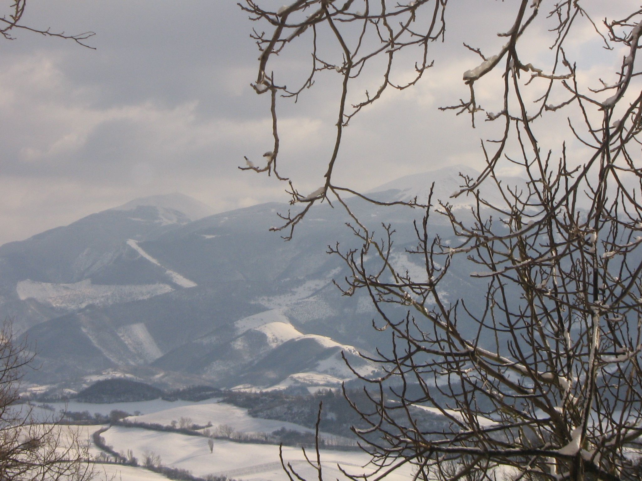 Iris in Cagli-Image-tags.info