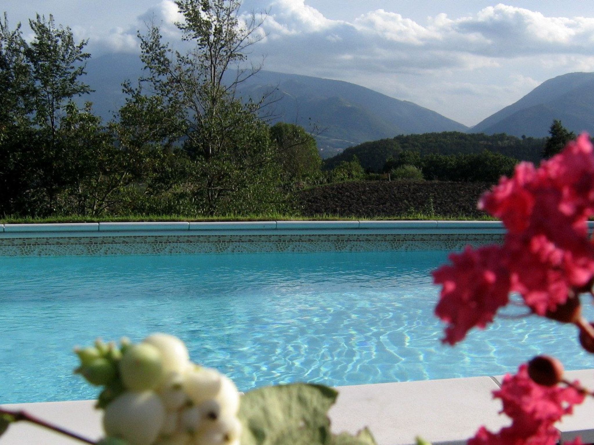 Rose in Cagli-Binnen