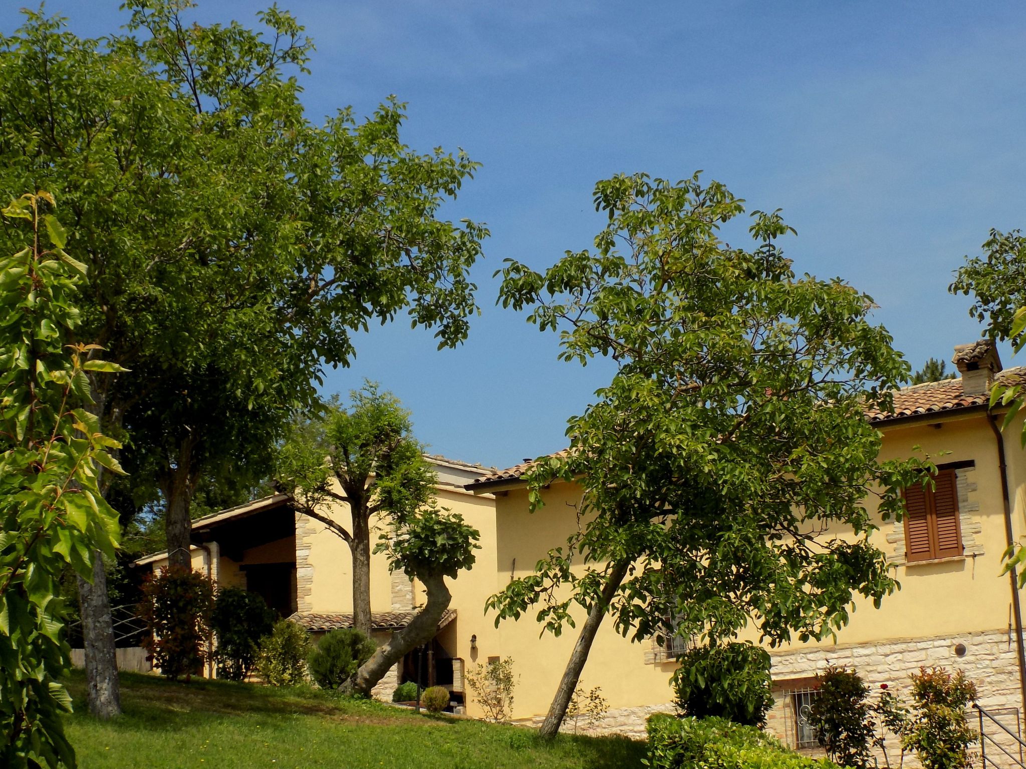 Rose in Cagli-Binnen